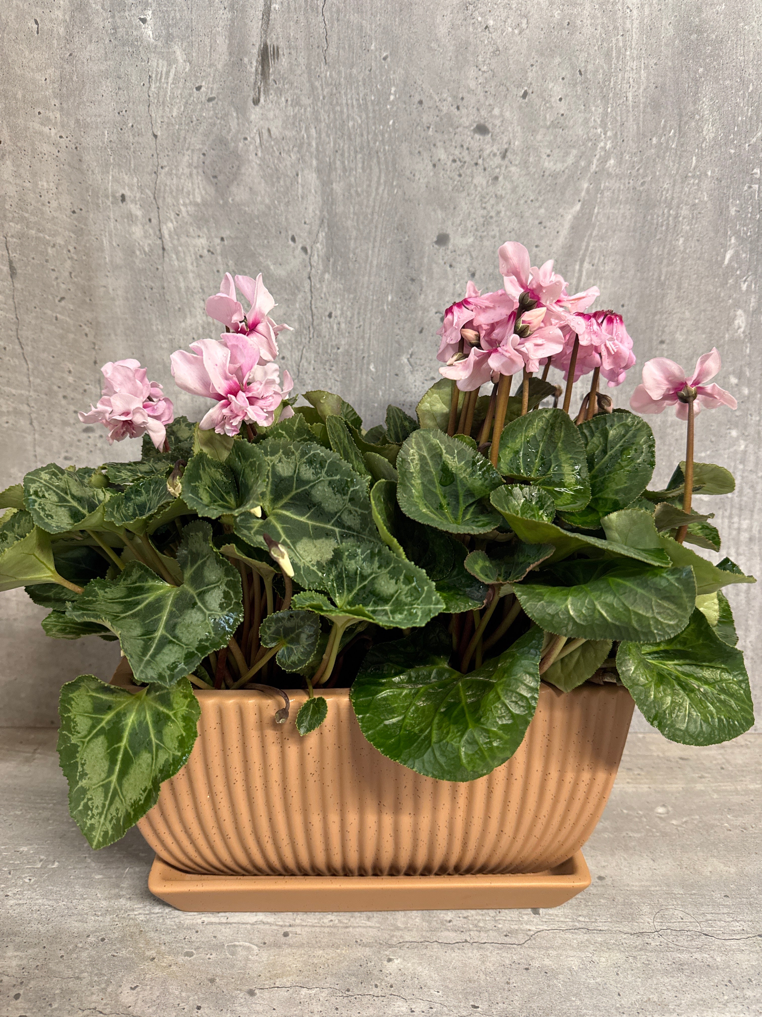 רקפות באדנית קרמיקה