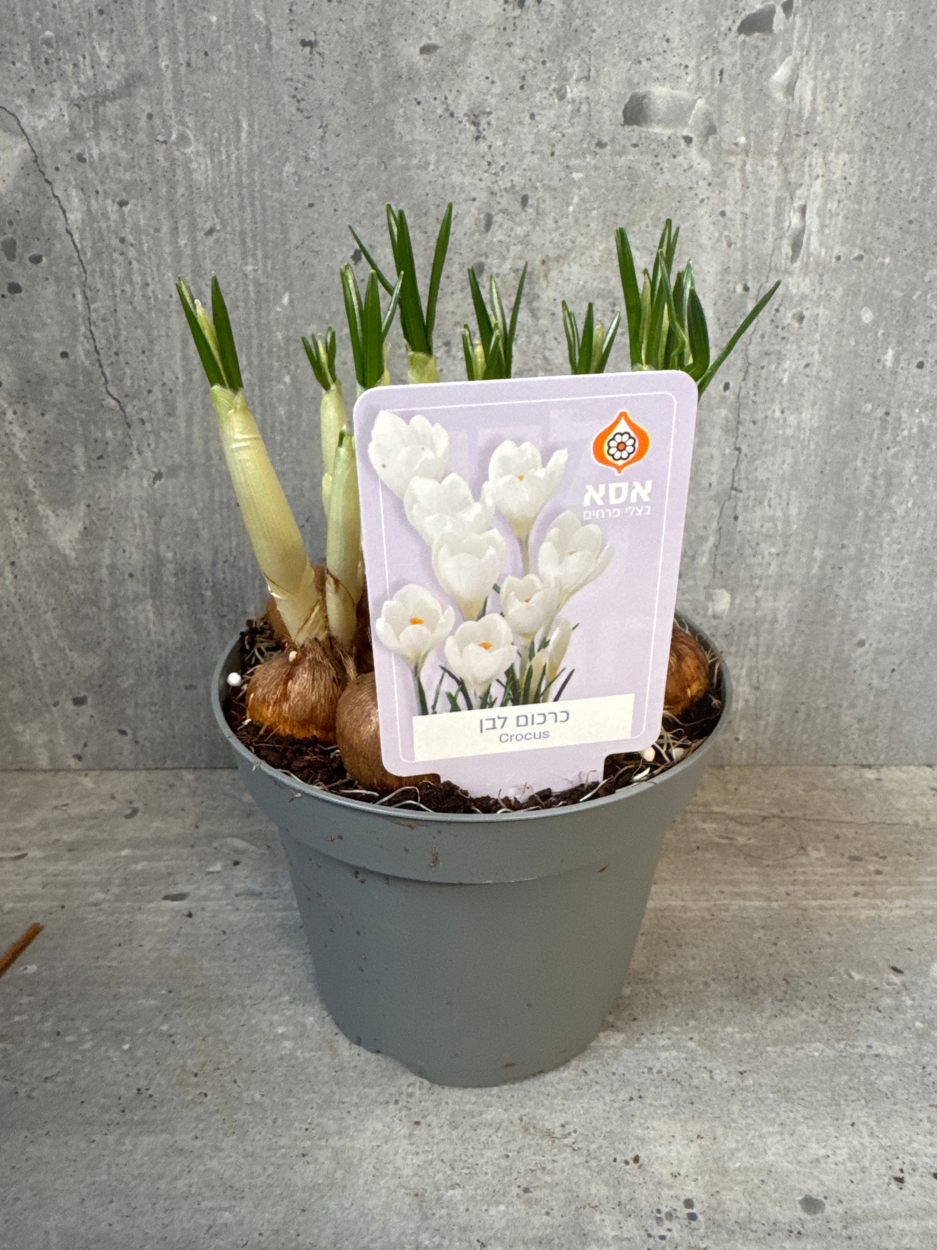 כרכום בעציץ 12