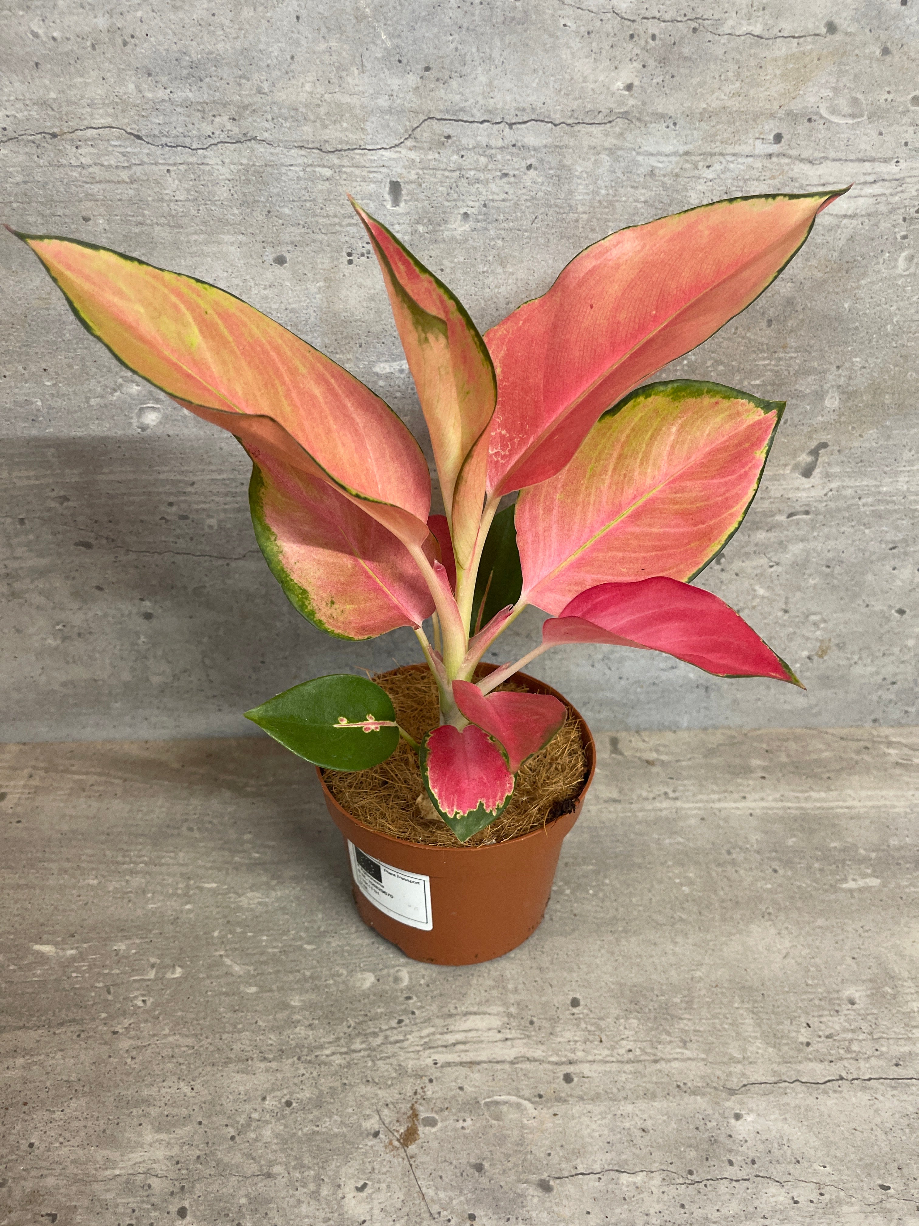 אגלונמה פלמינגו