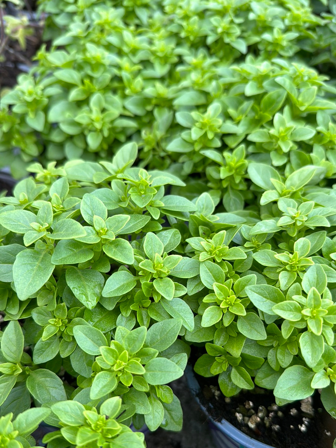 בזיליקום יווני