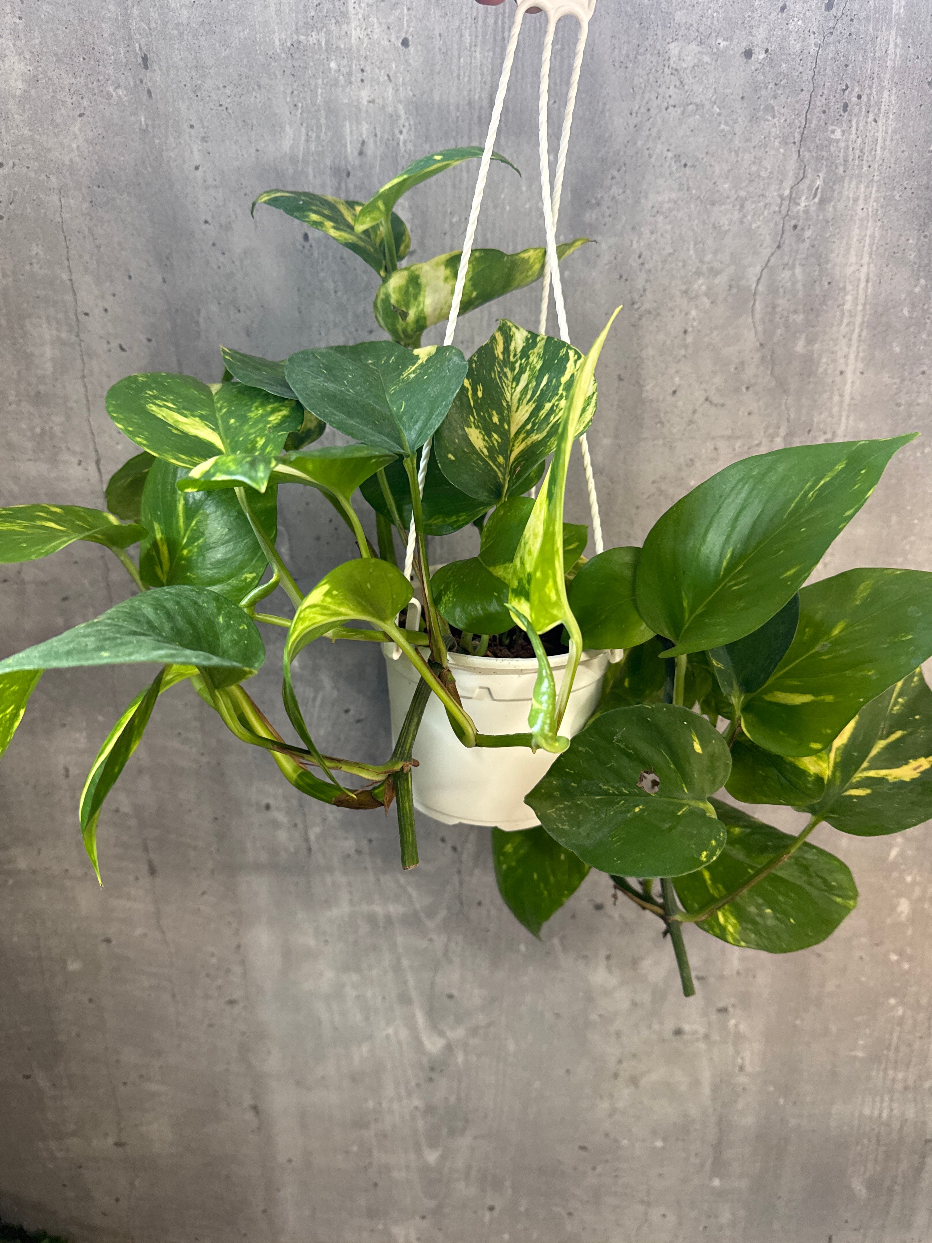 מארז נשפכים