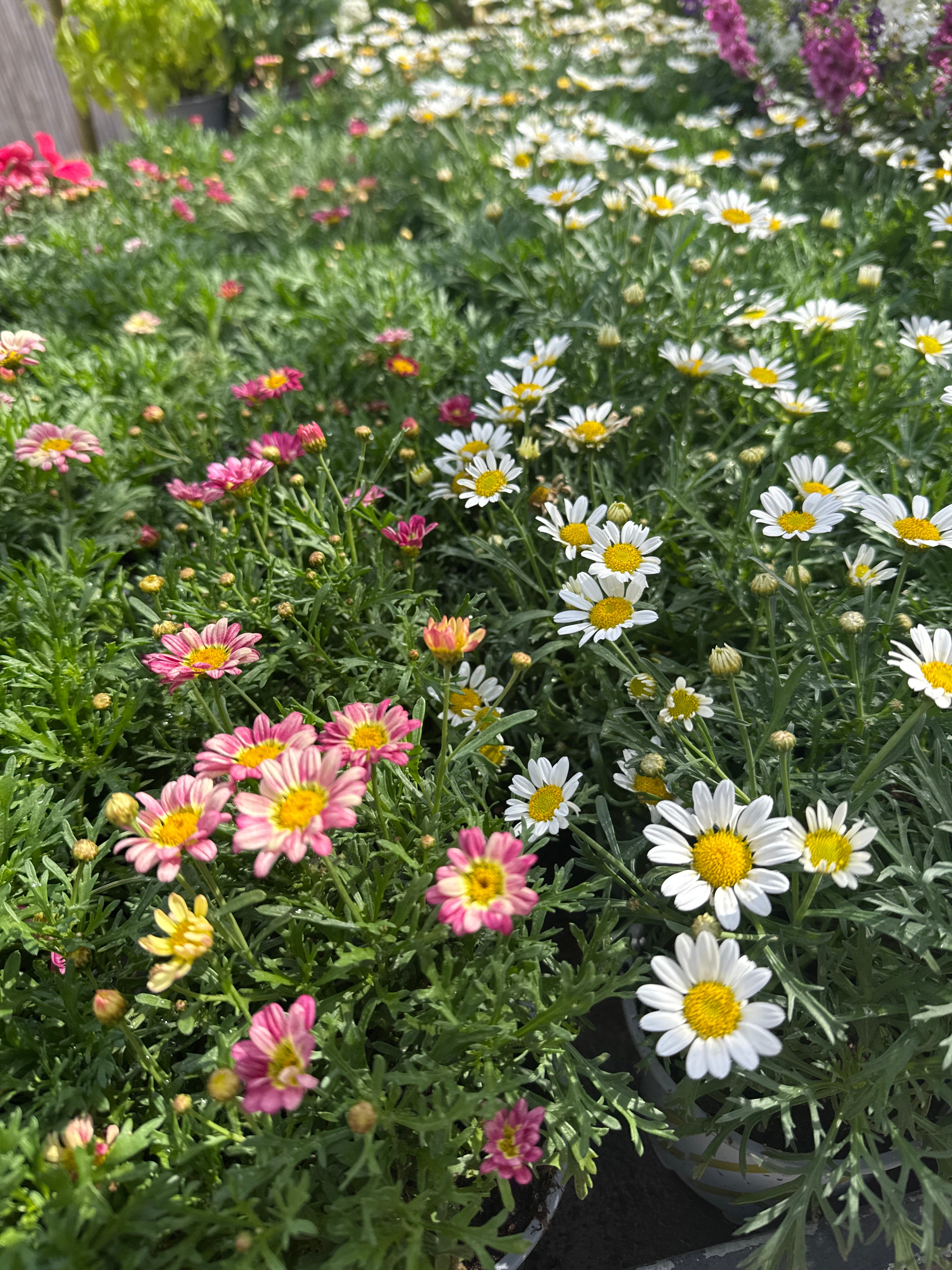 חרצית שיחית