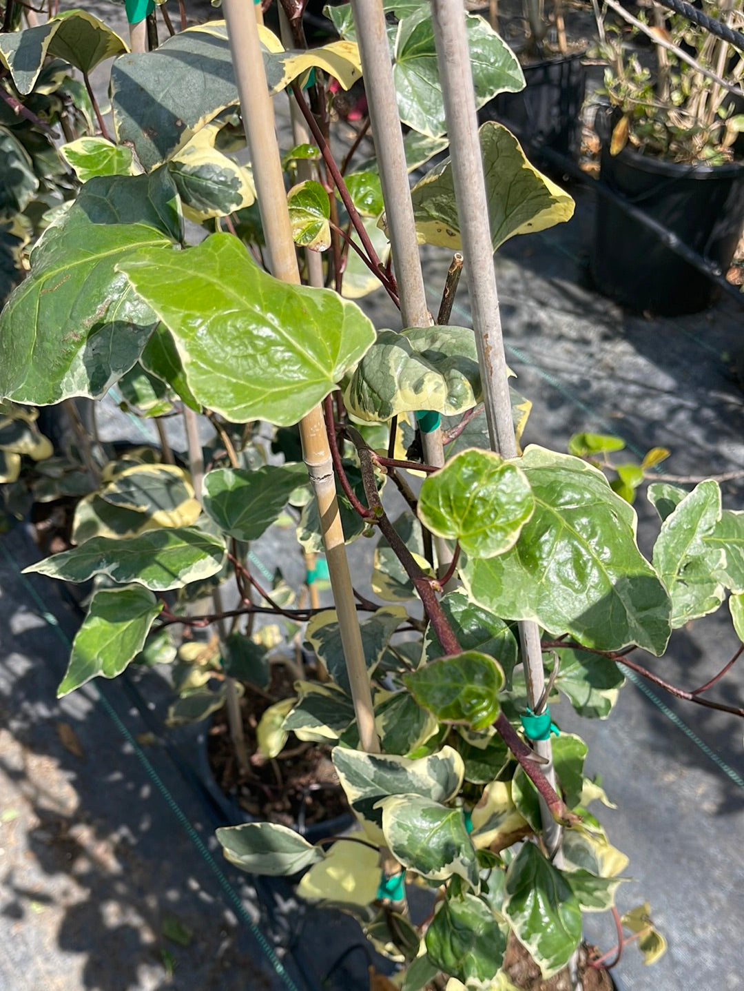 קיסוס עלה מגוון בדלי