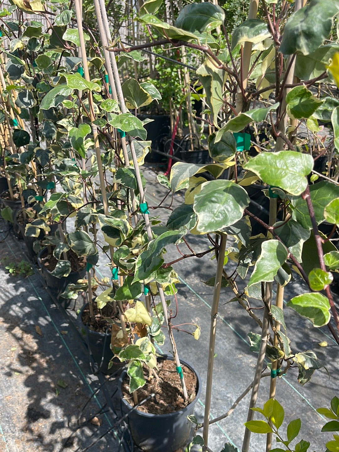 קיסוס עלה מגוון בדלי