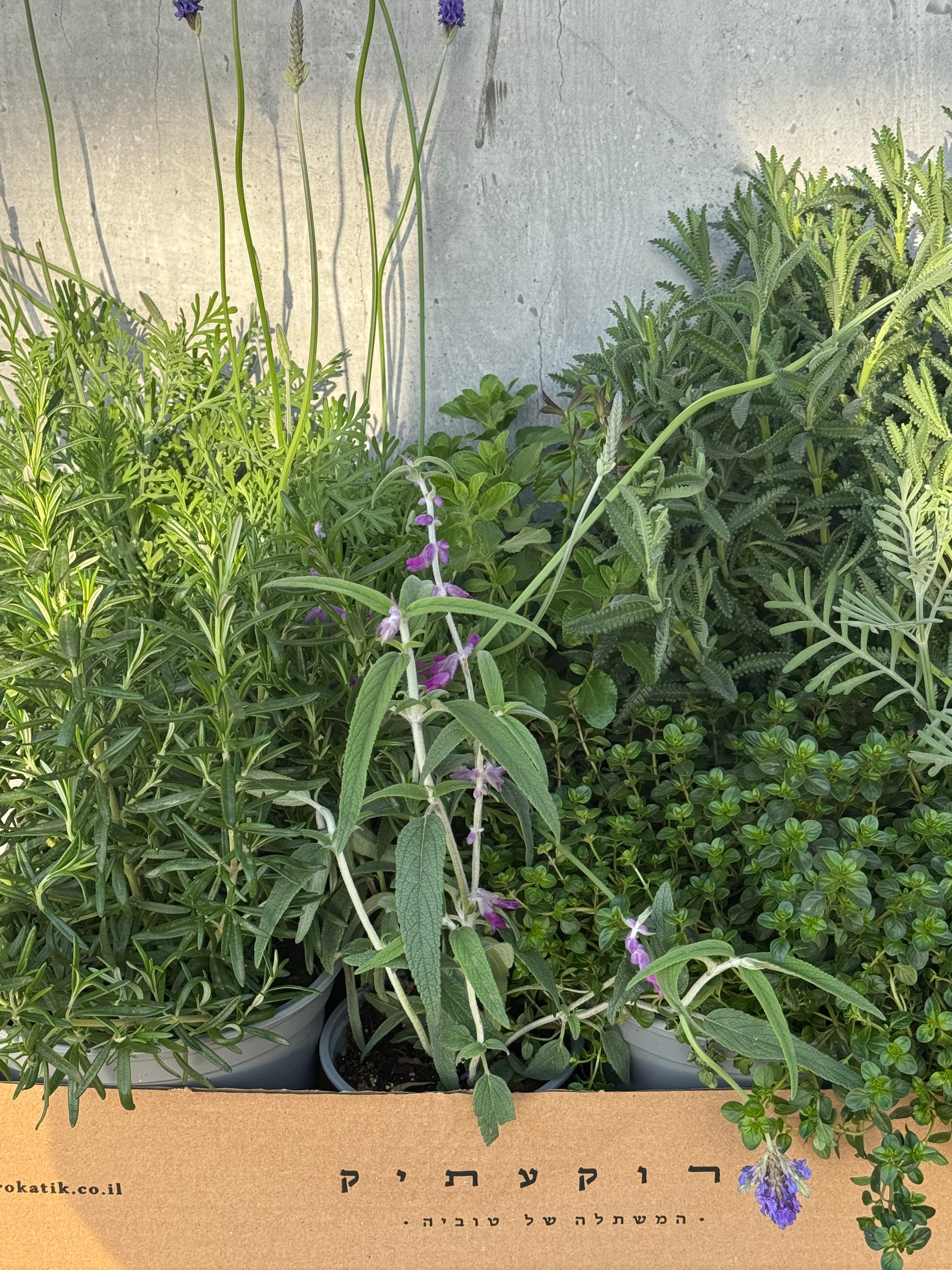 מארז ארומטי