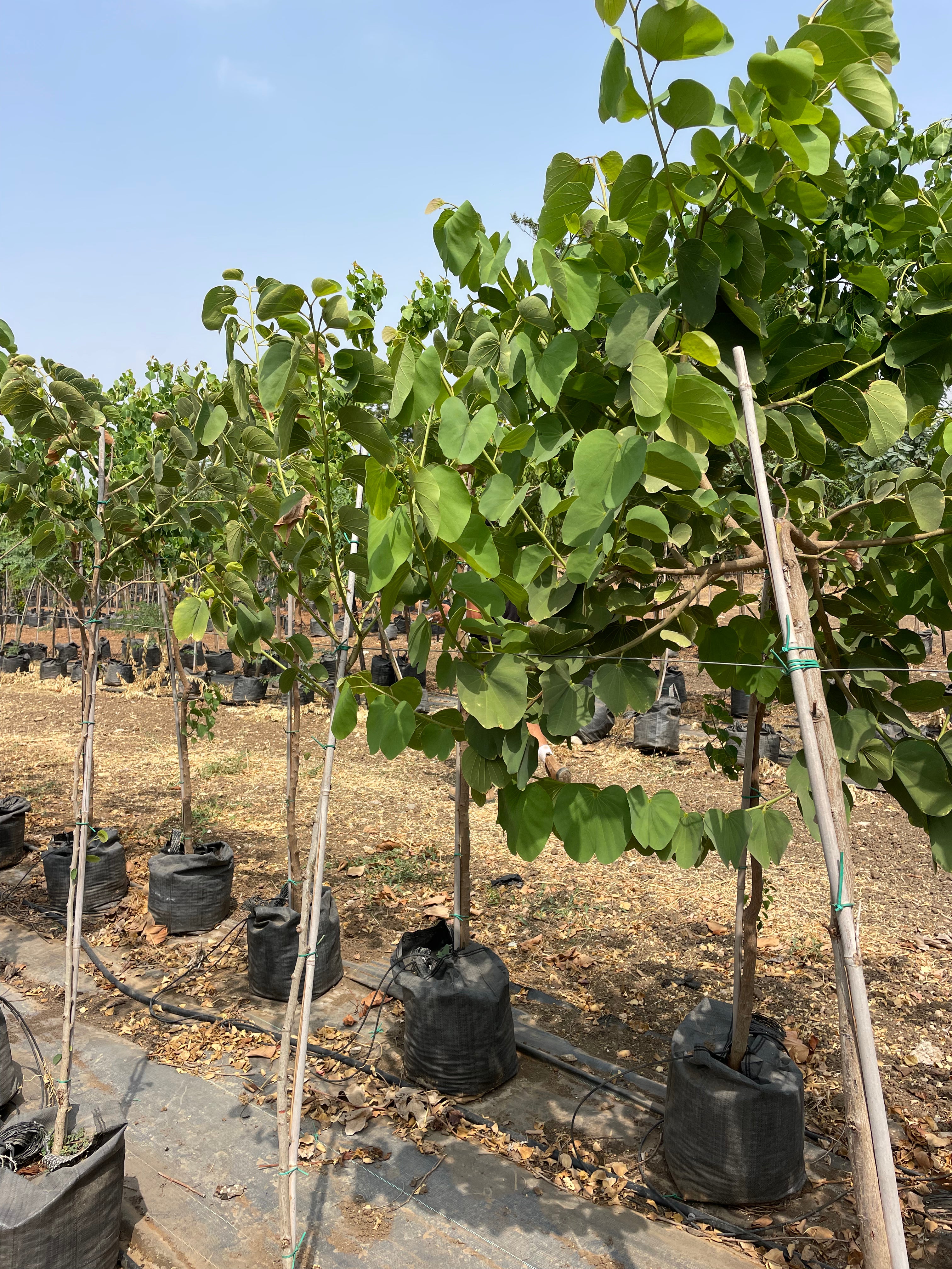 בוהיניה מגוונת