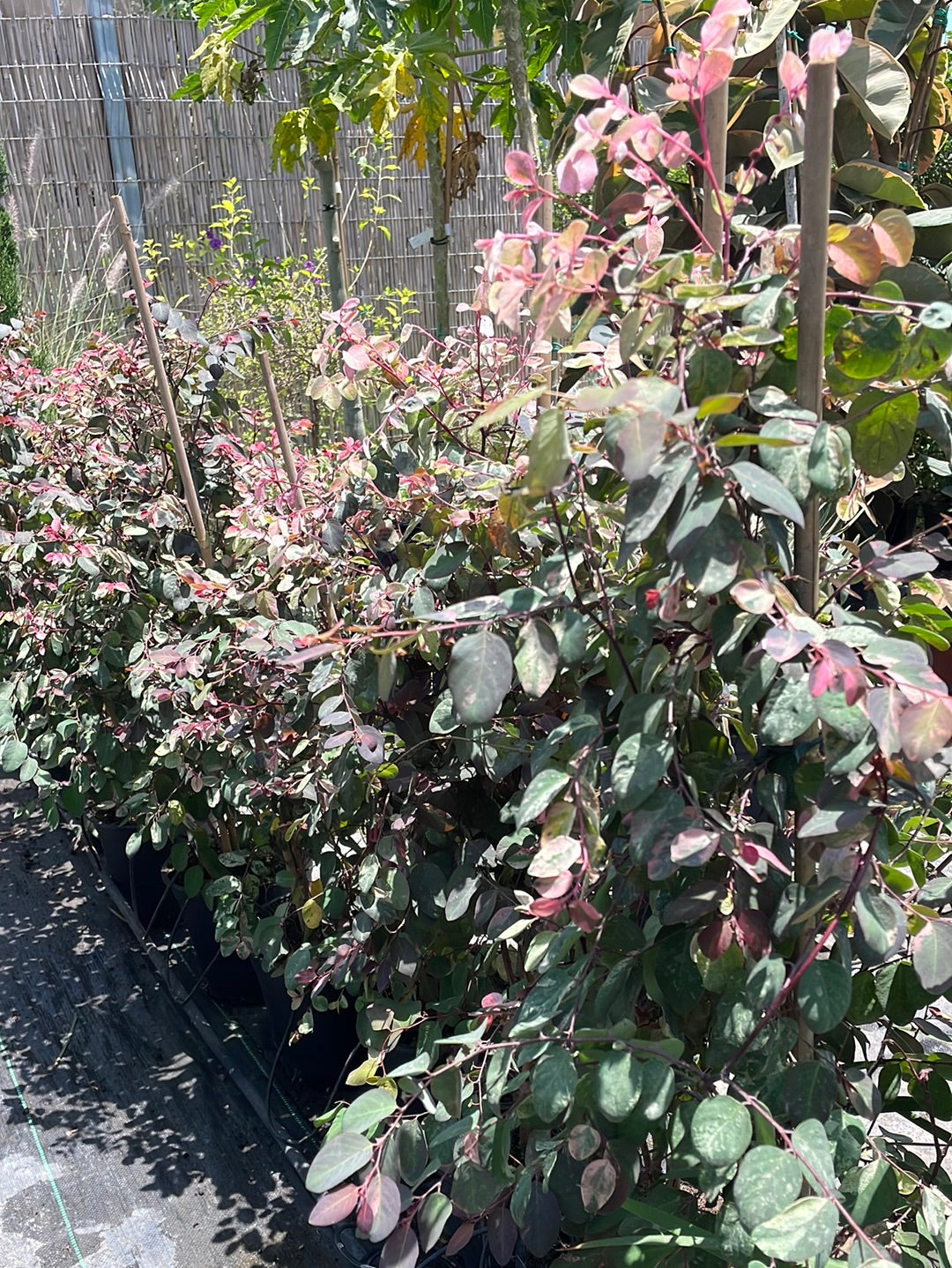 בראניה שילגית