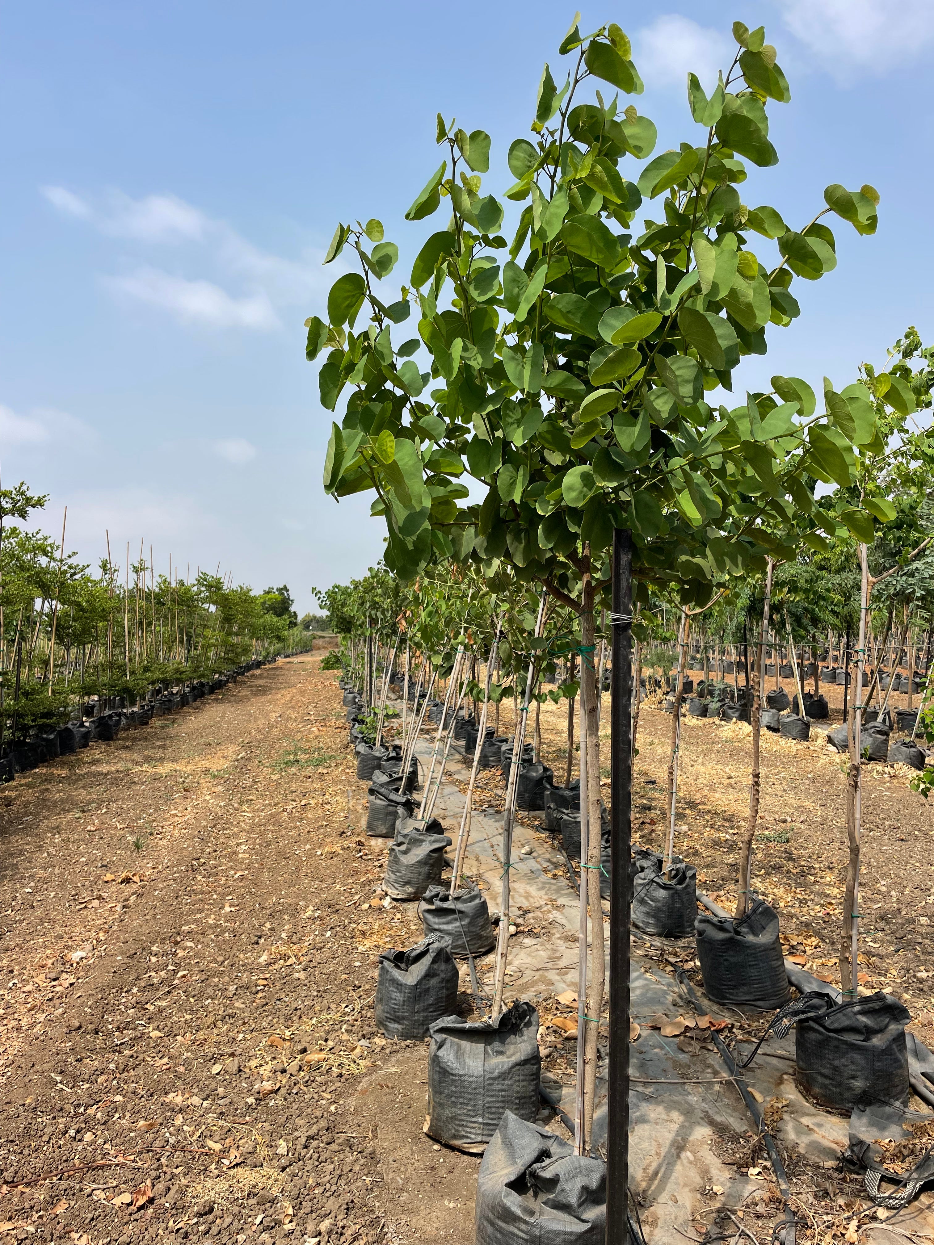 בוהיניה מגוונת