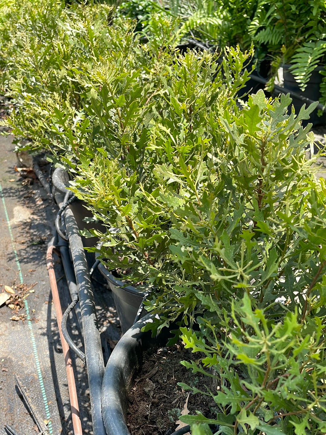 מירקה אלונית