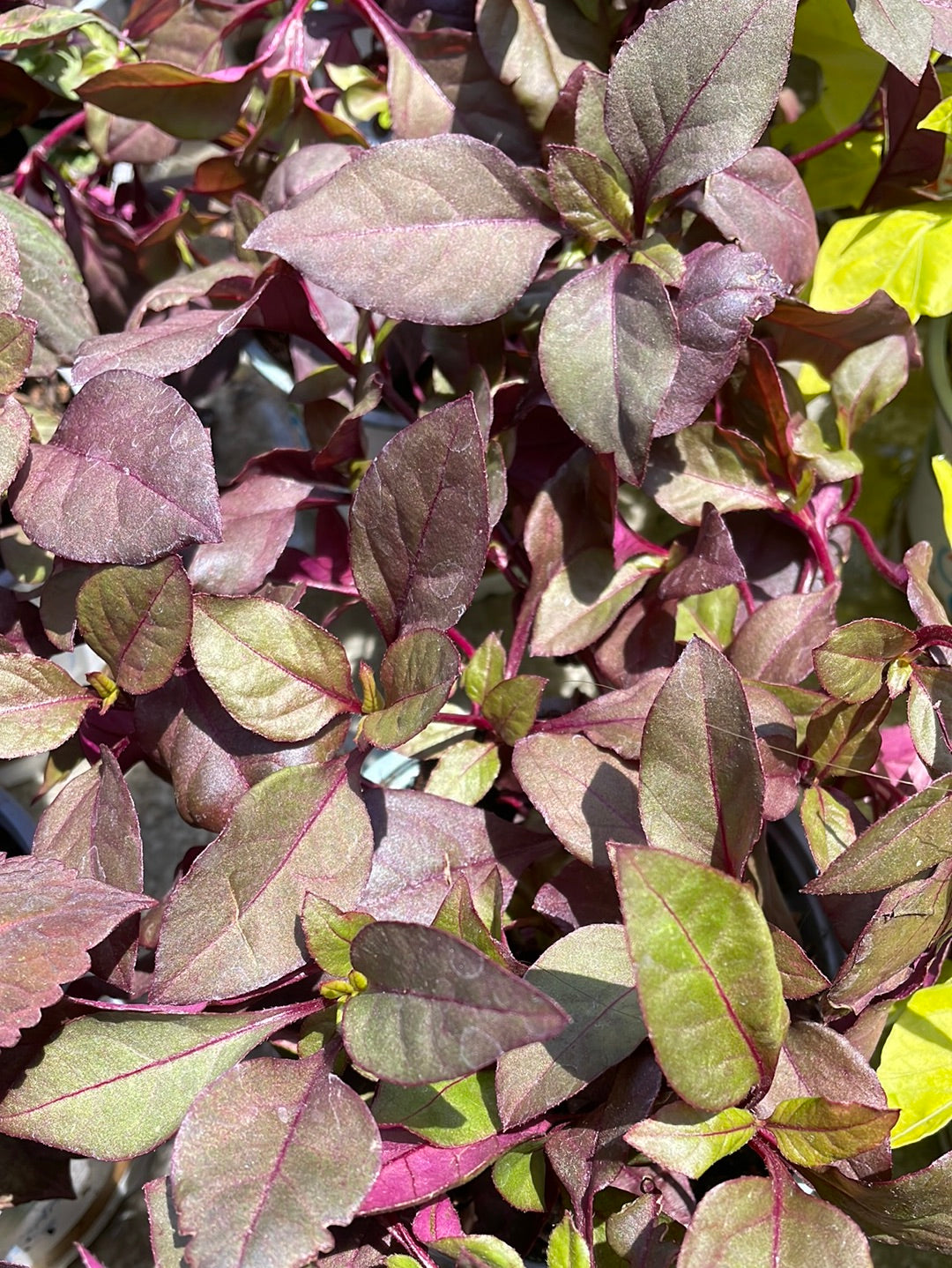 ביצן רובי ננסי