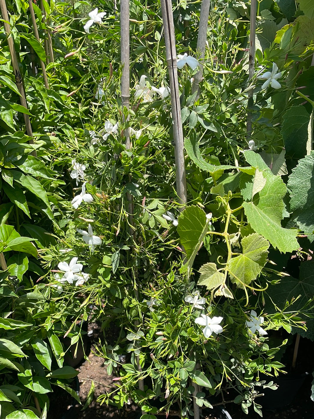 יסמין רפואי