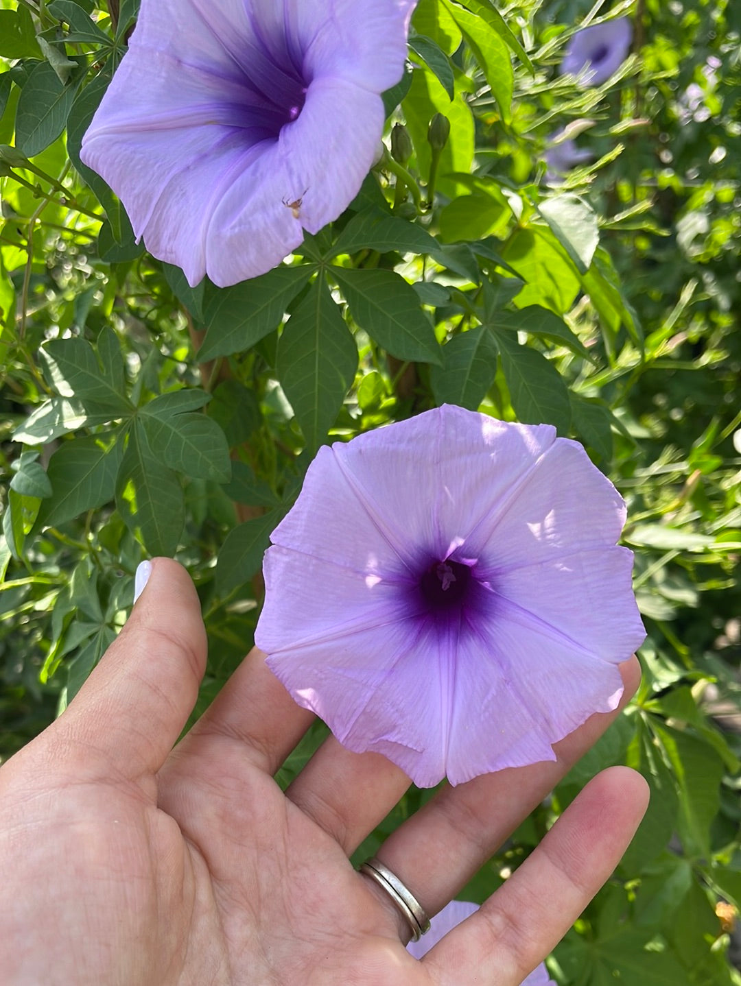 לפופית כיפנית