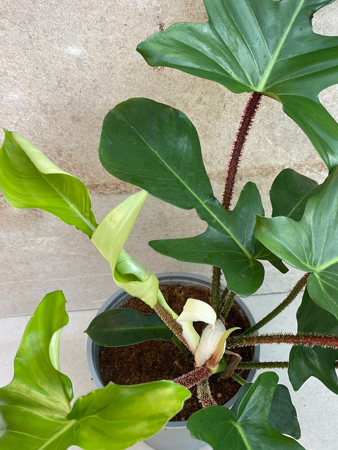 פילדנדרון סקוואמי