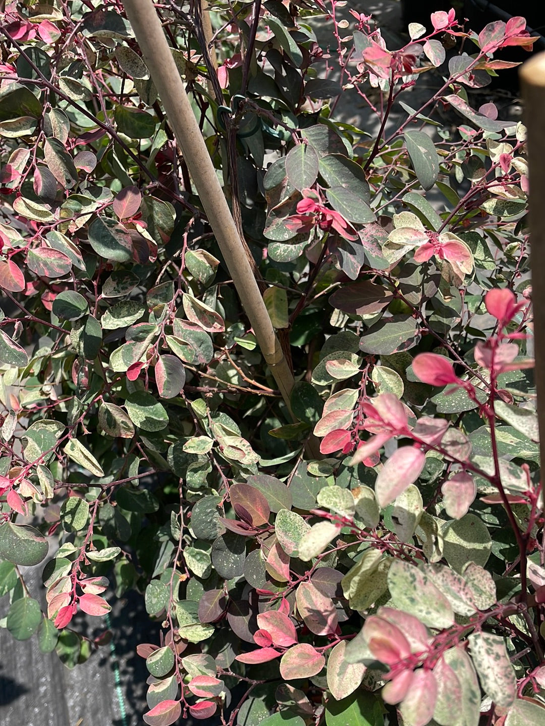 בראניה שילגית