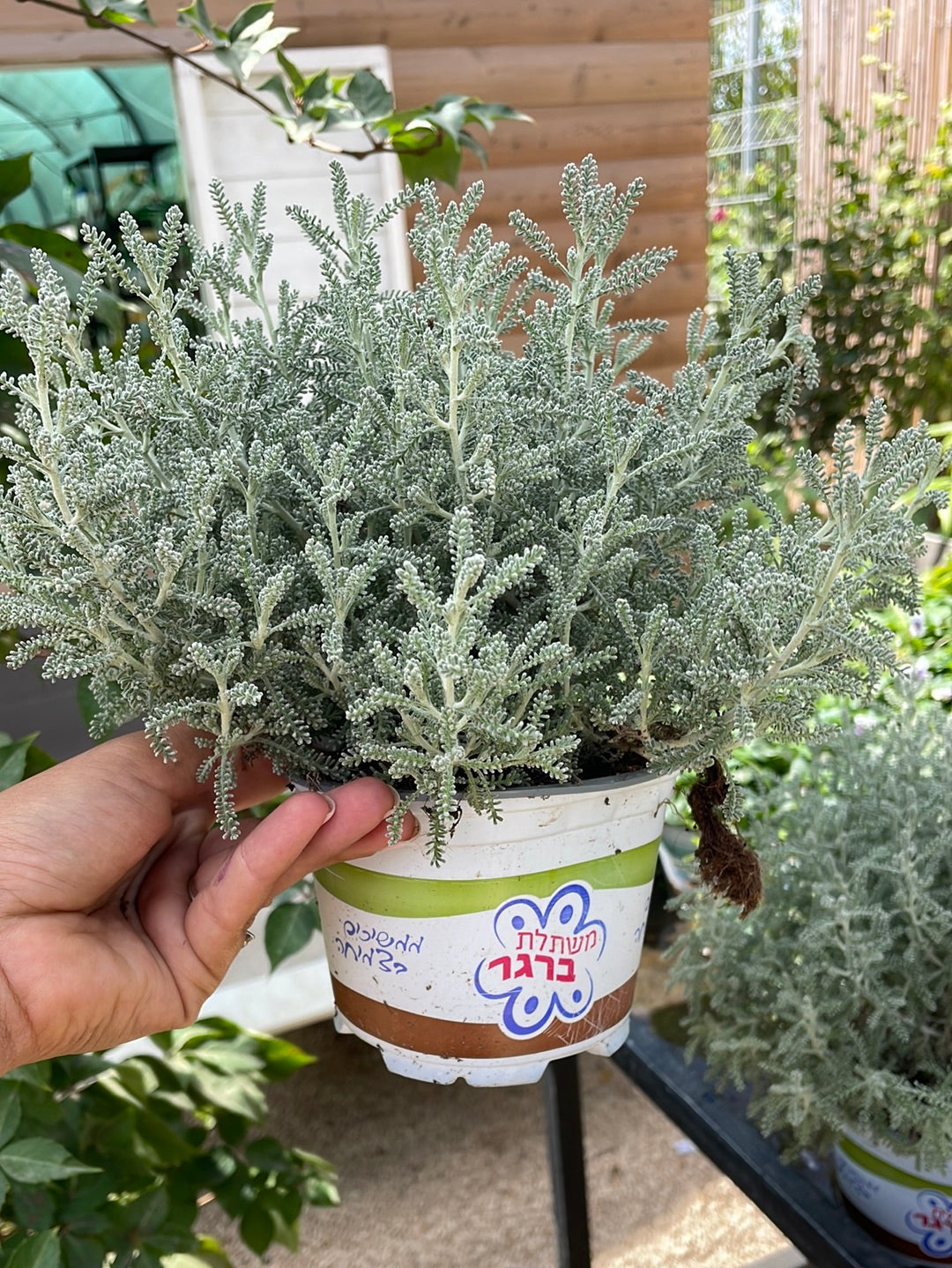 סנטולינה אפורה