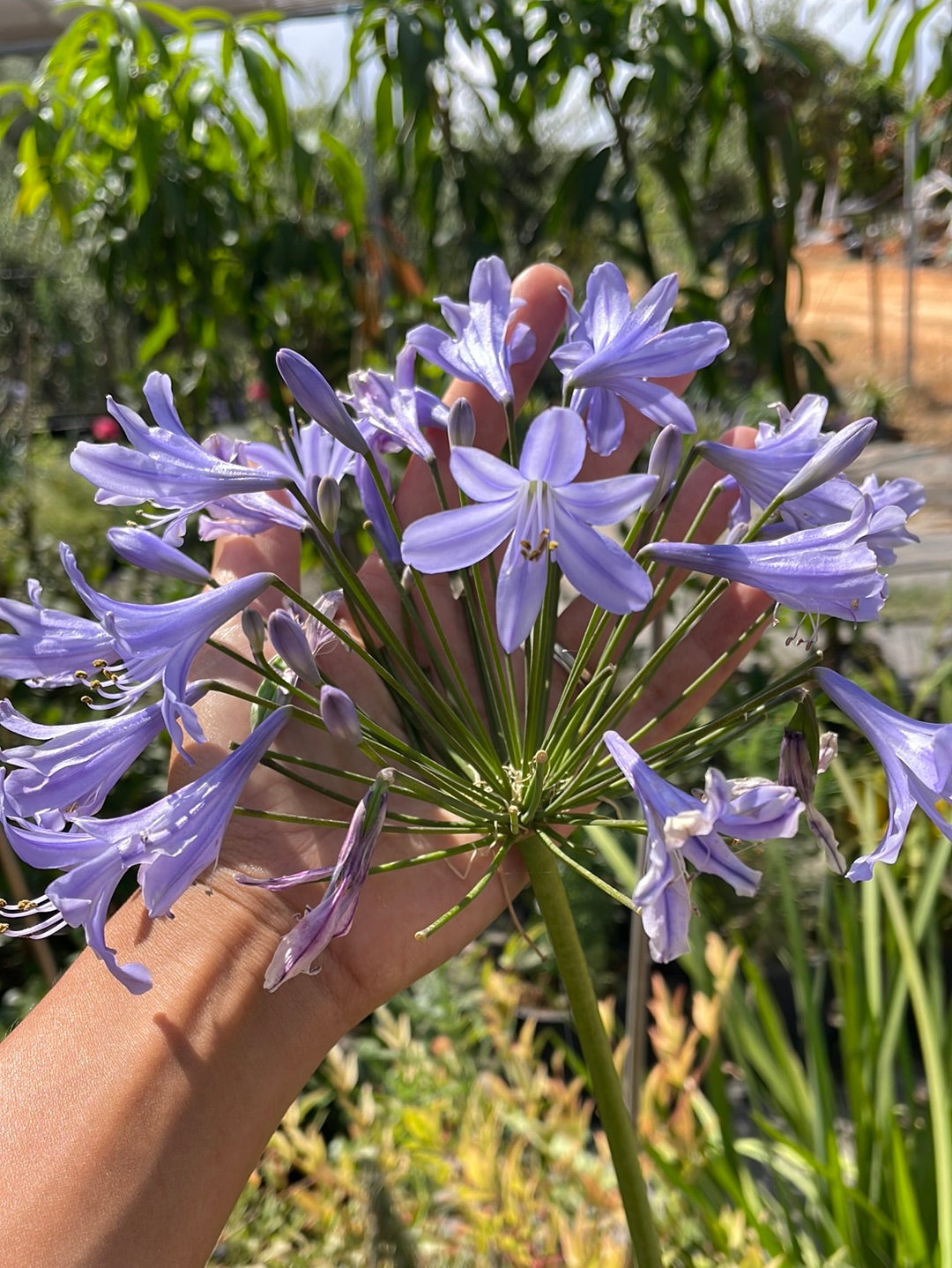 אגפנטוס