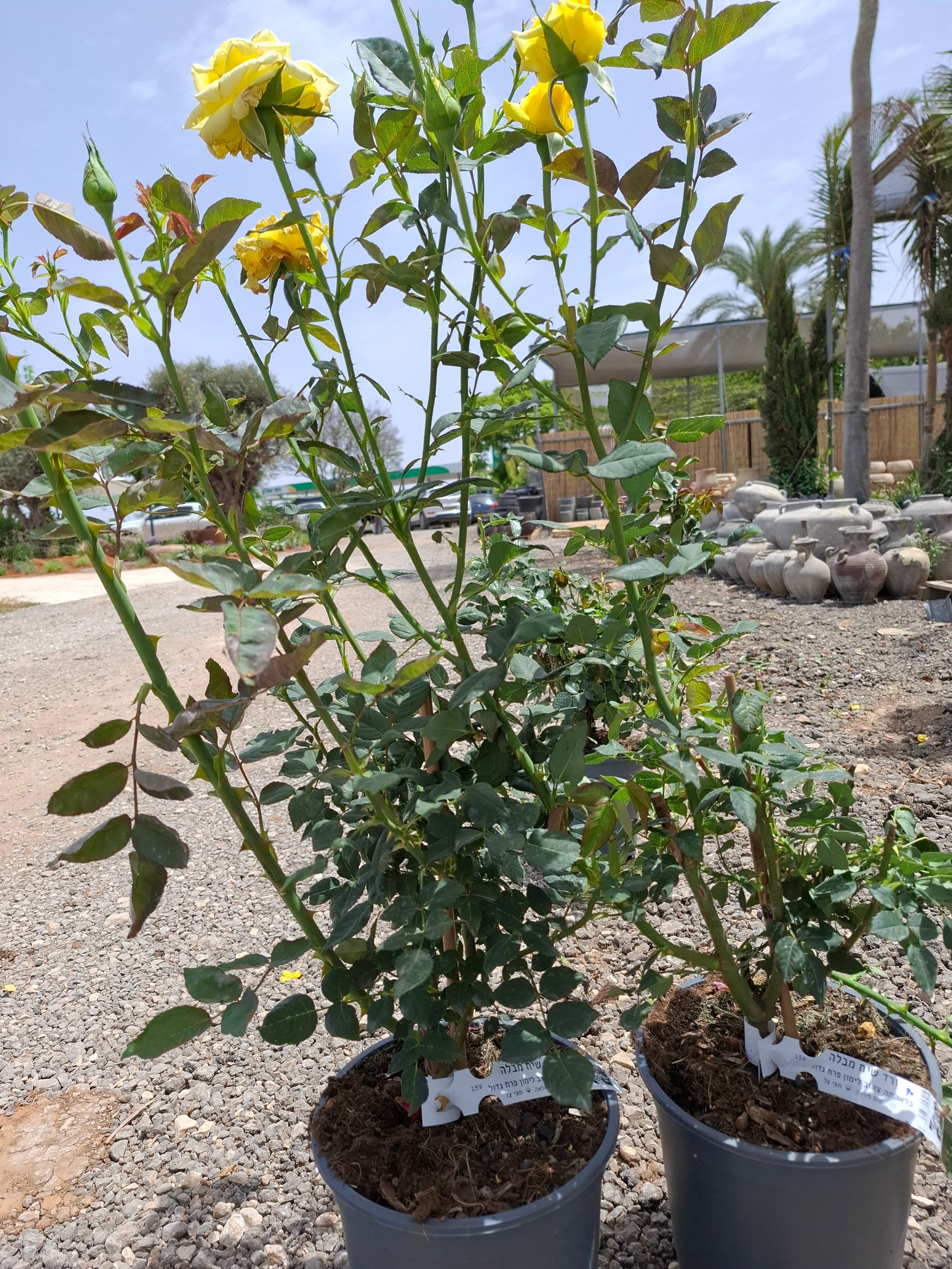 ורד שיח מבלה צהוב