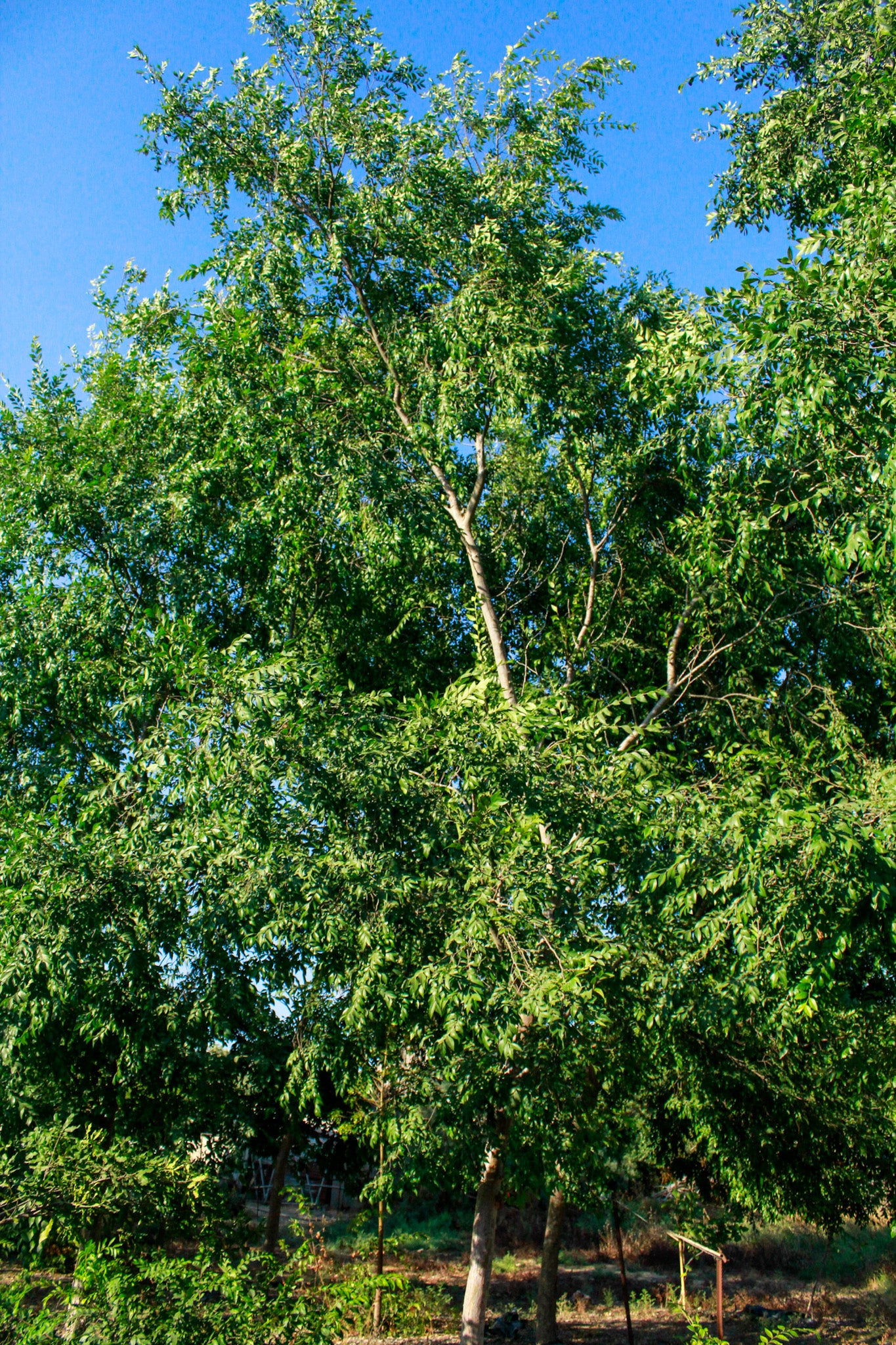 אולמוס קטן עלים