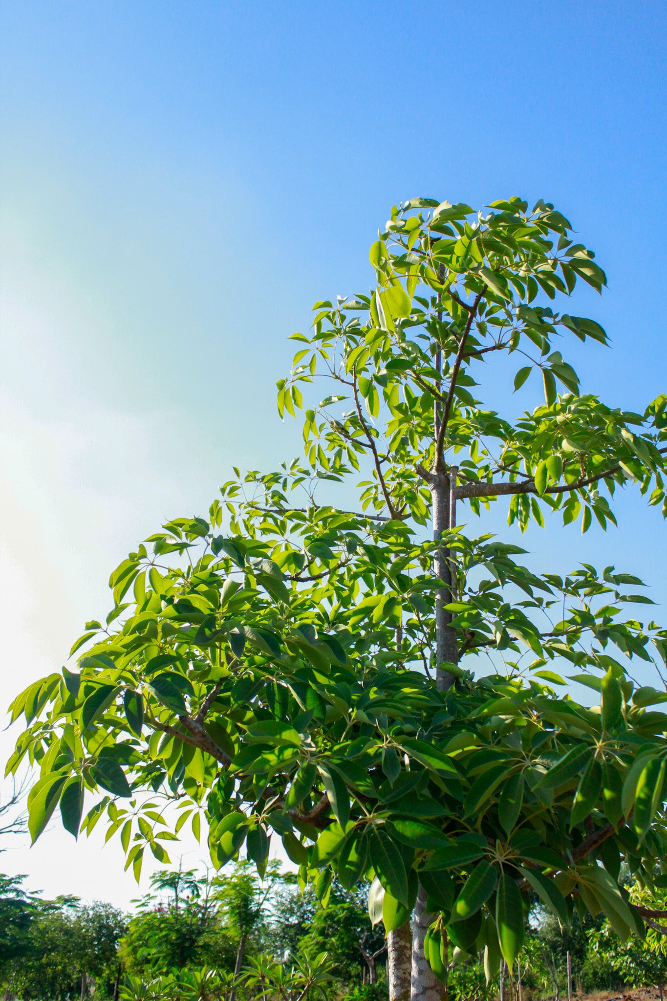 בומבקס הודי