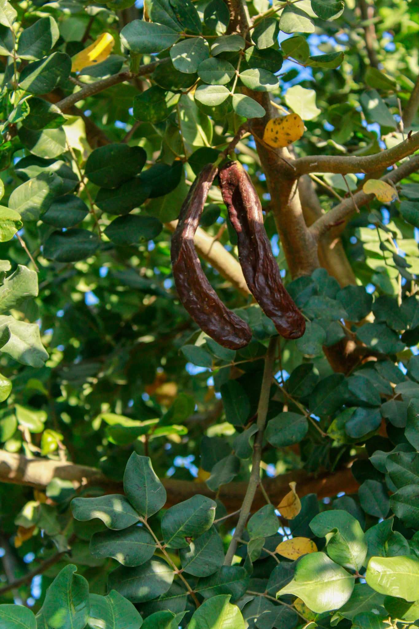 חרוב מצוי נקבה