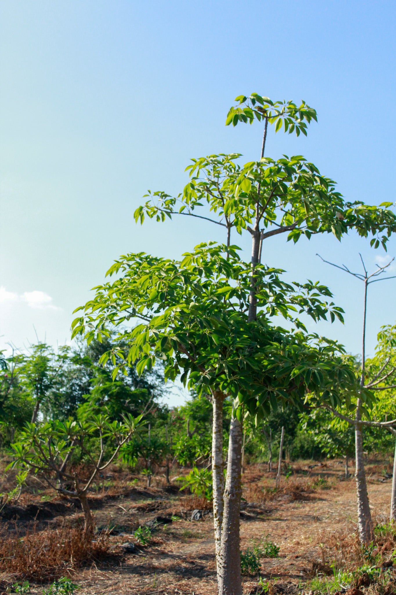 בומבקס הודי
