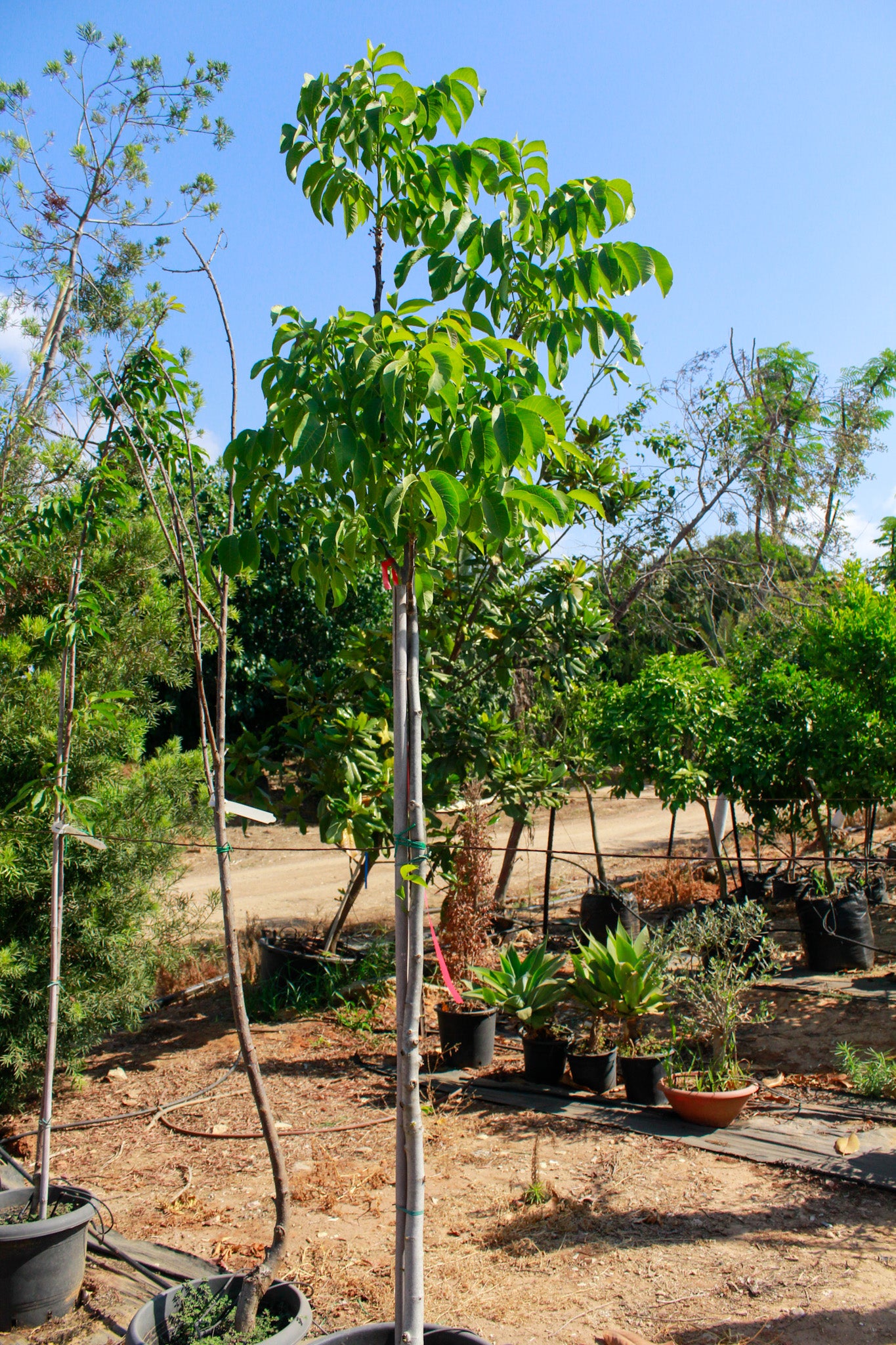 דובדבן ריו גראנדה