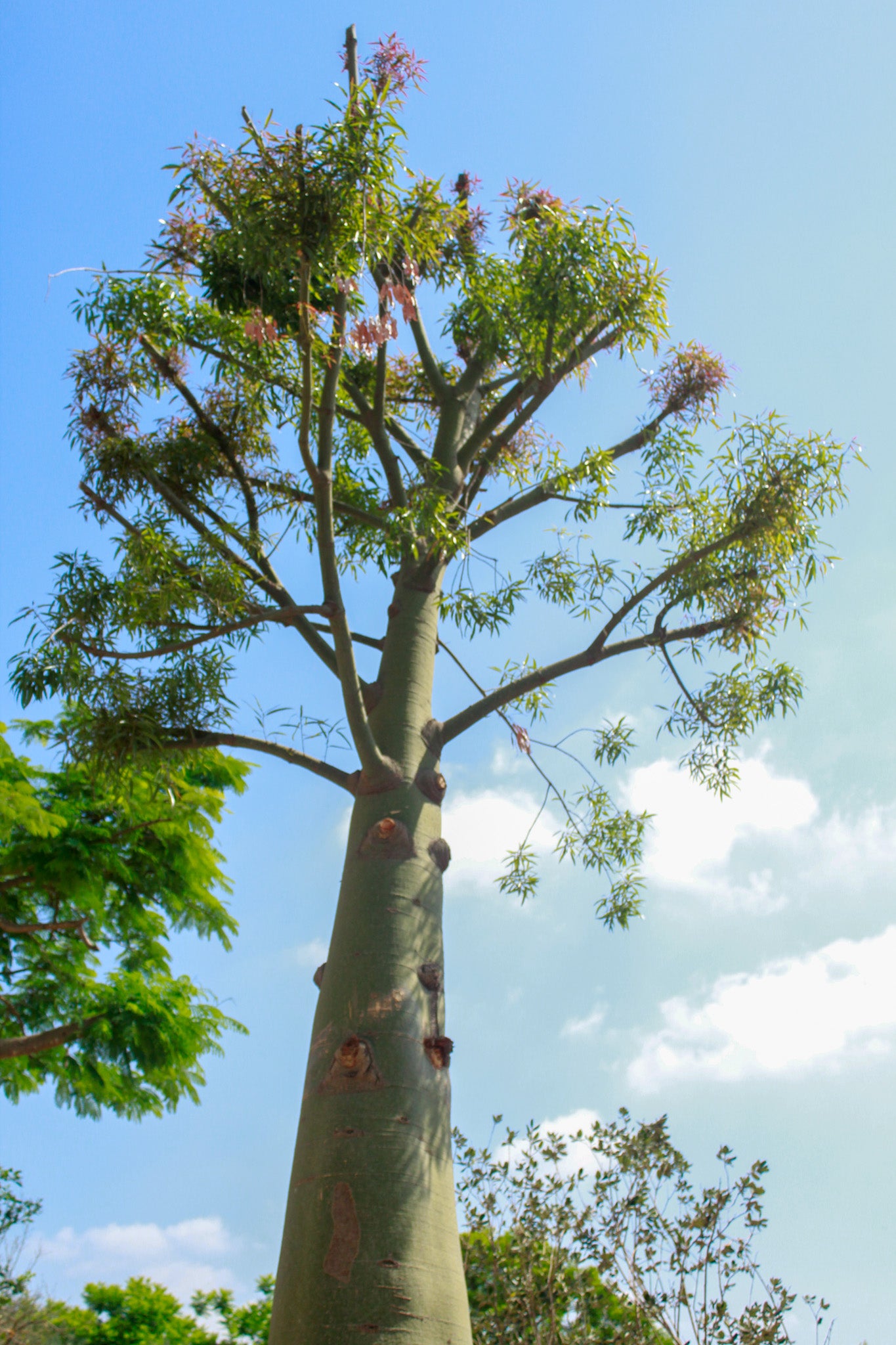 ברכינטון הסלעים