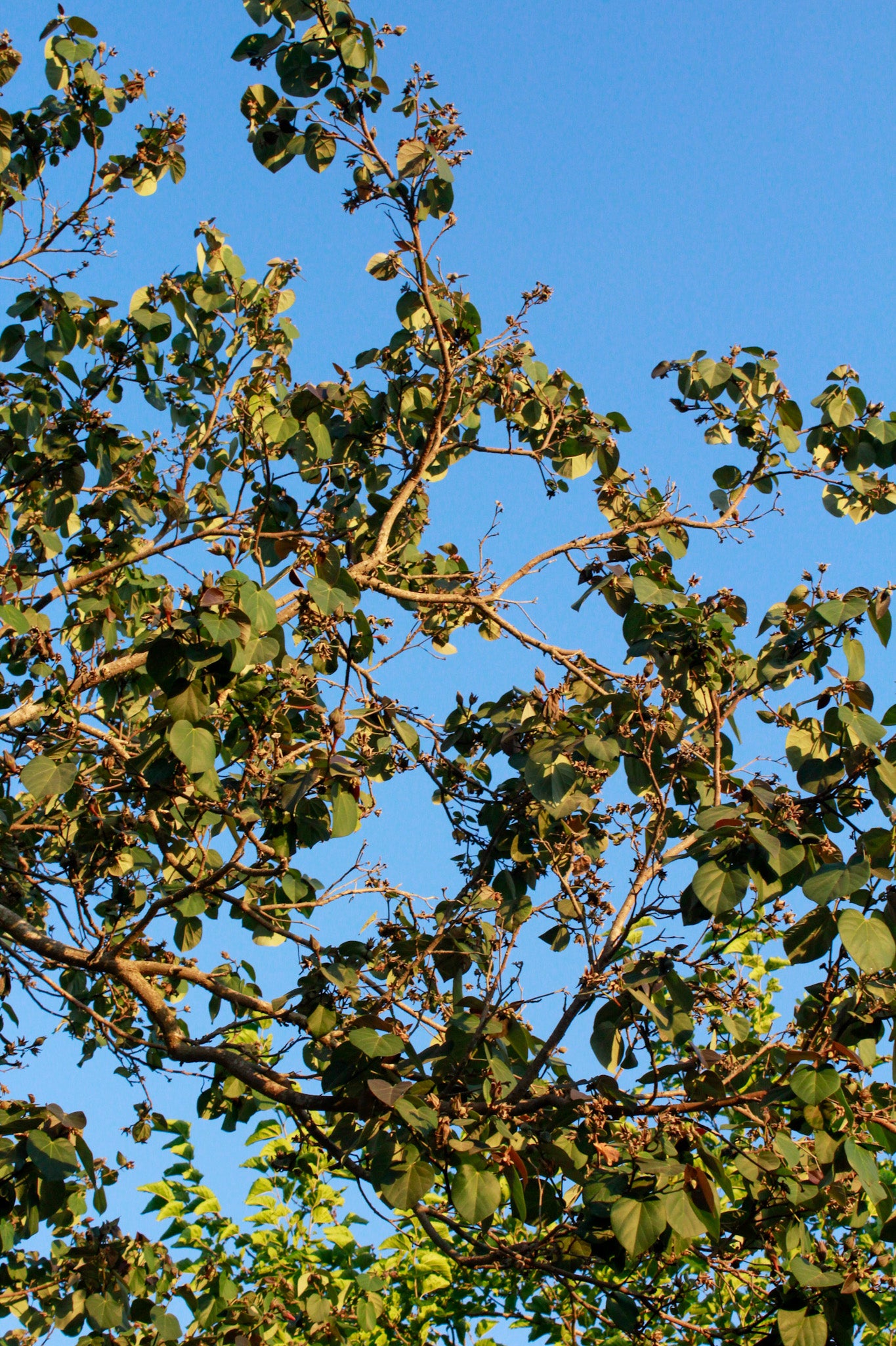 היביסקוס סתריה
