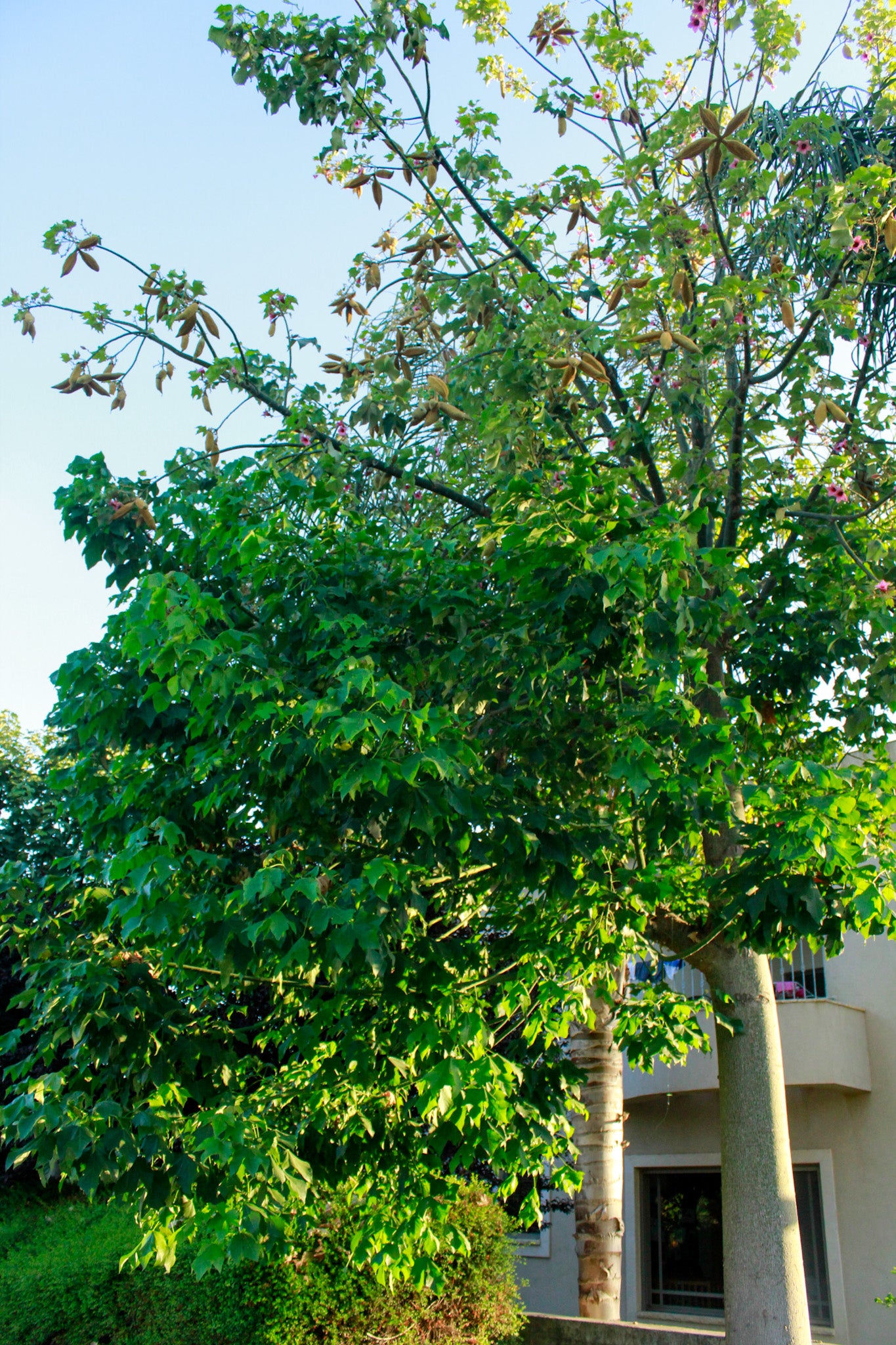 ברכיכיטון דו גוני