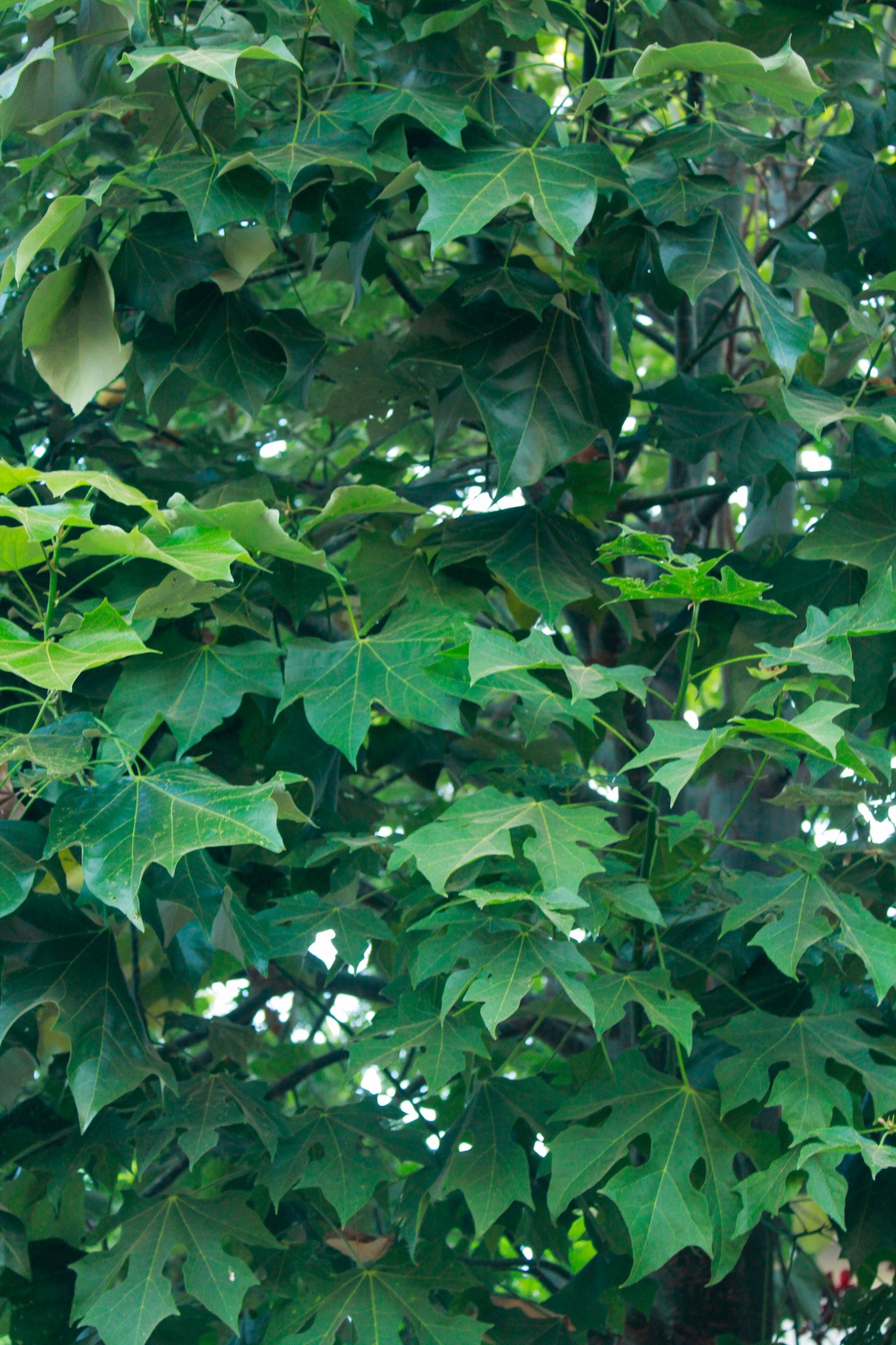 ברכיכיטון אוסטרלי
