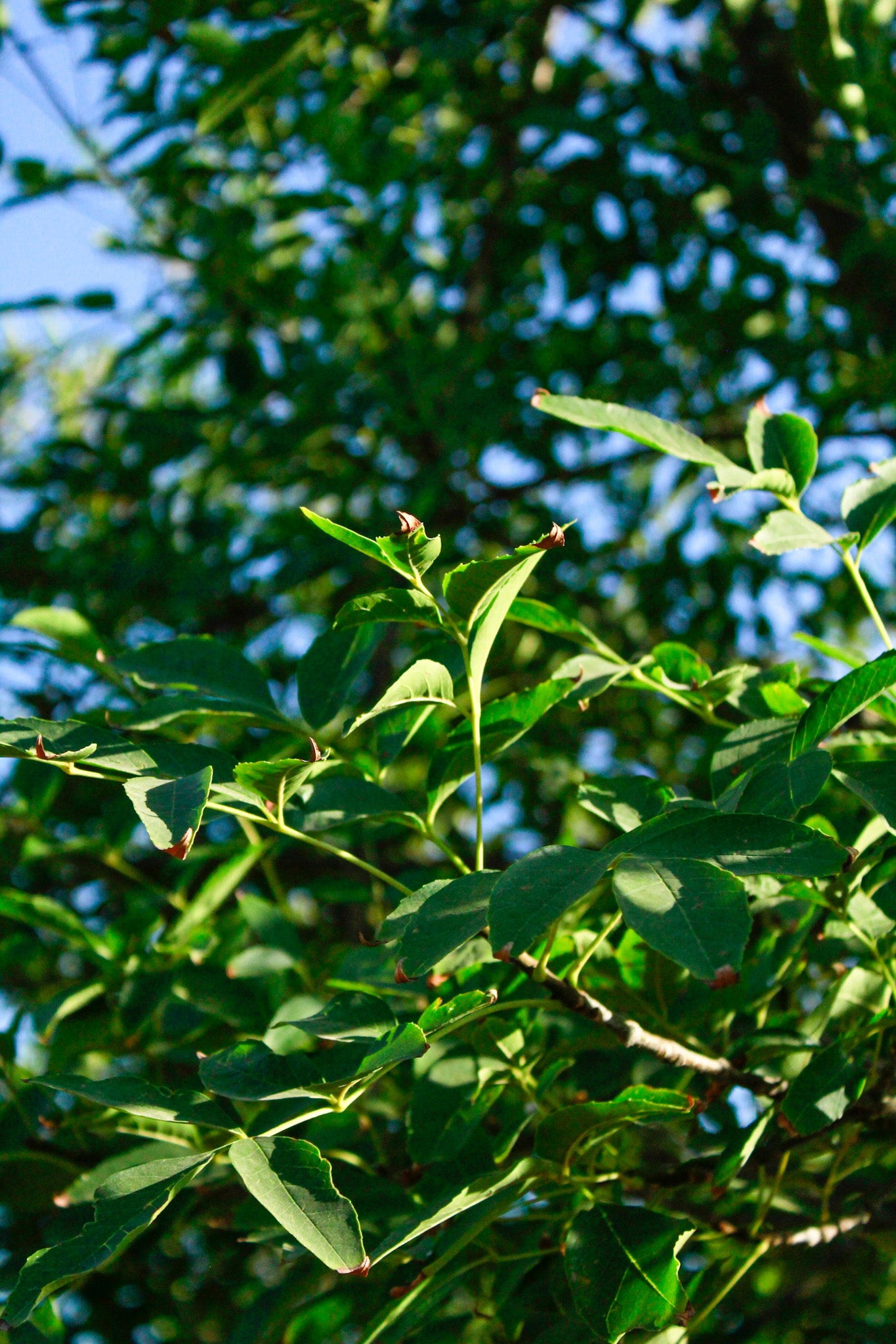 מילה ירוקת עד