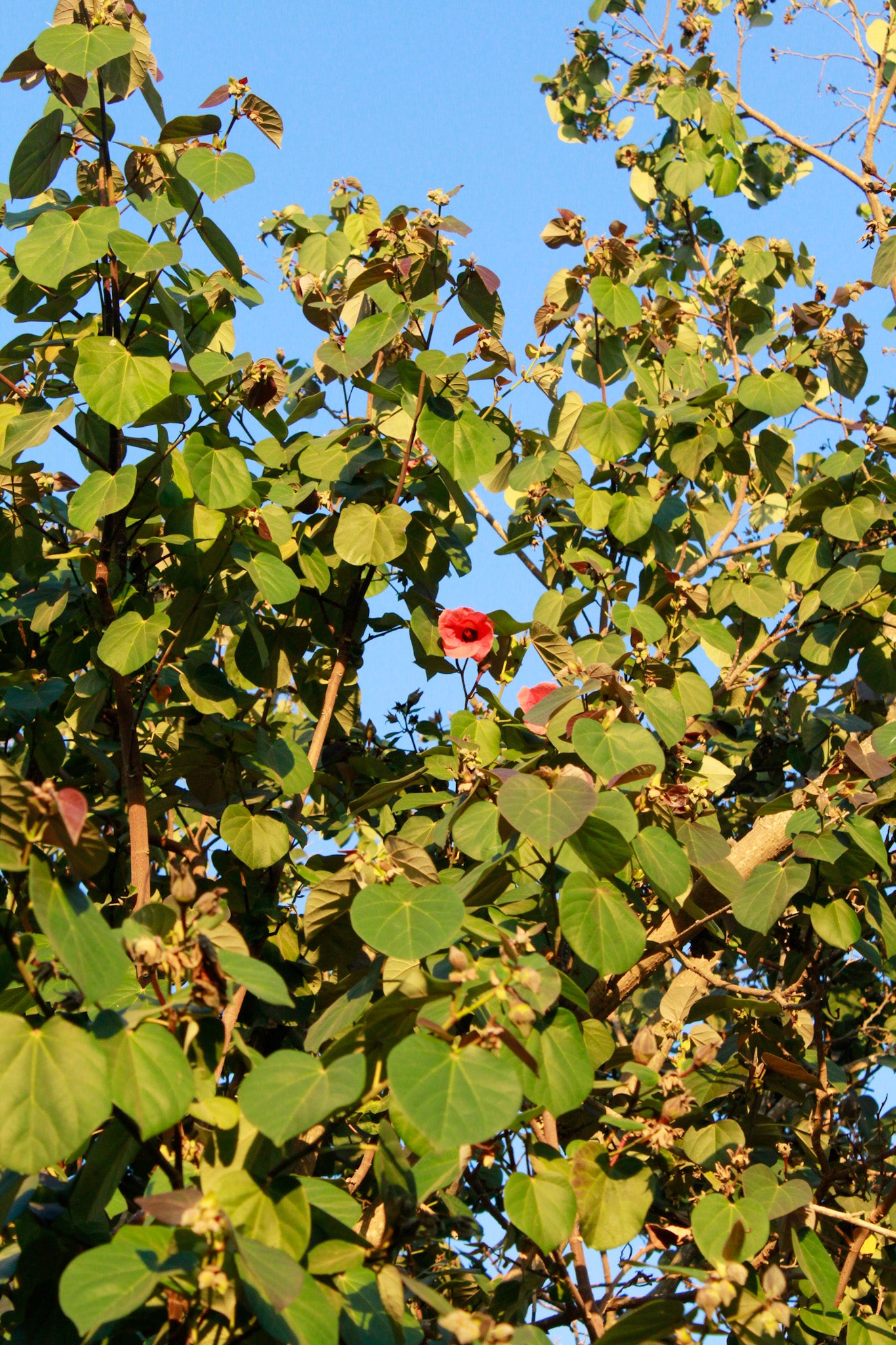 היביסקוס סתריה