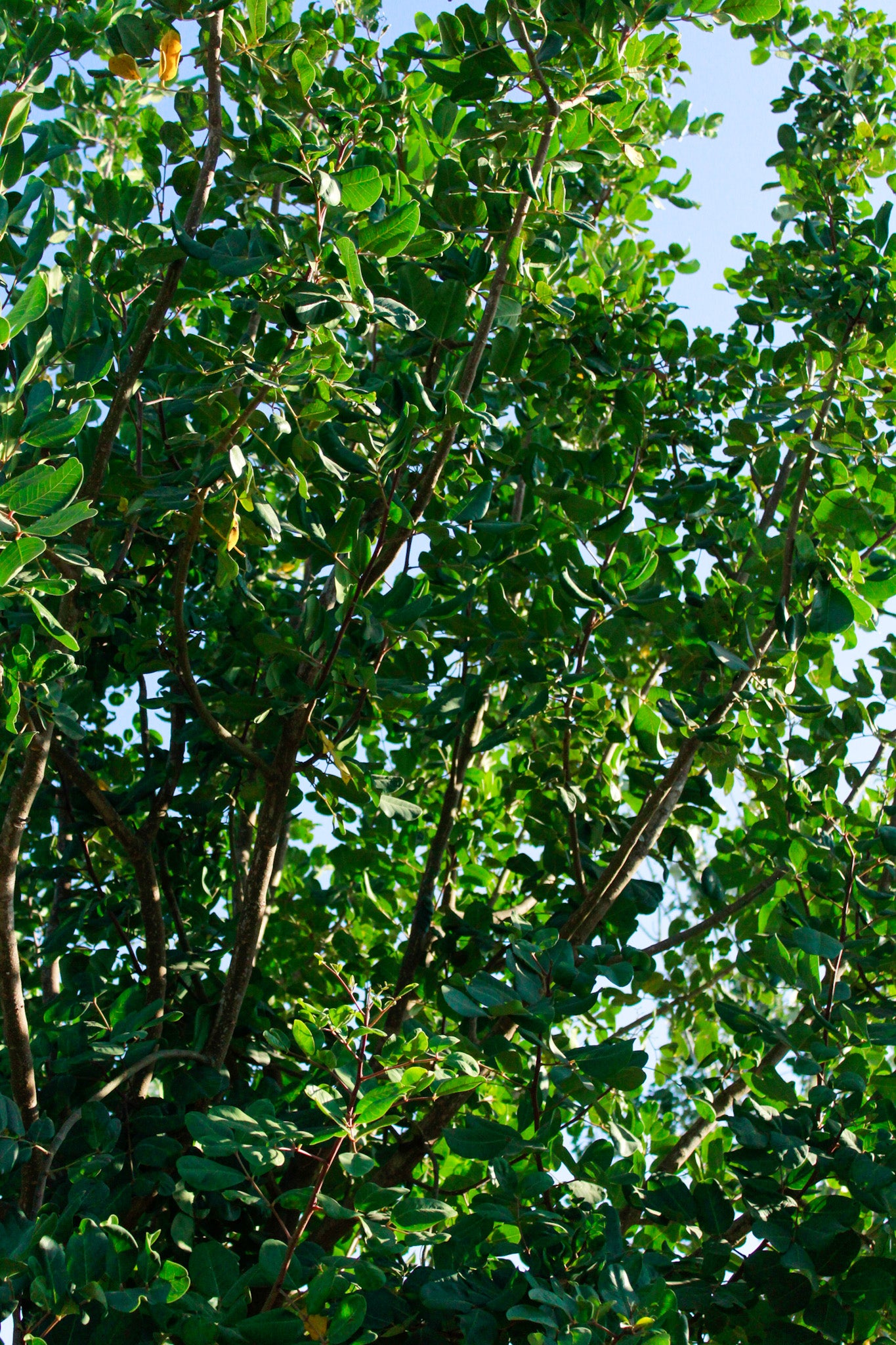 חרוב מצוי נקבה