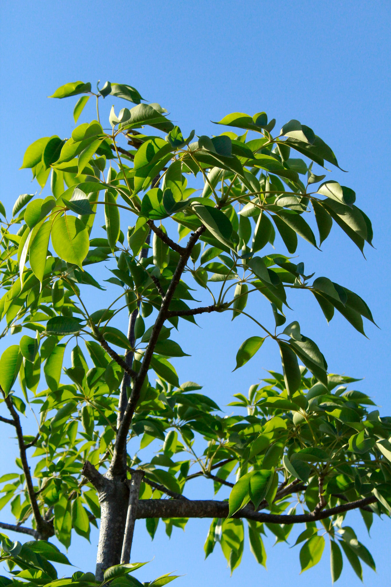 בומבקס הודי