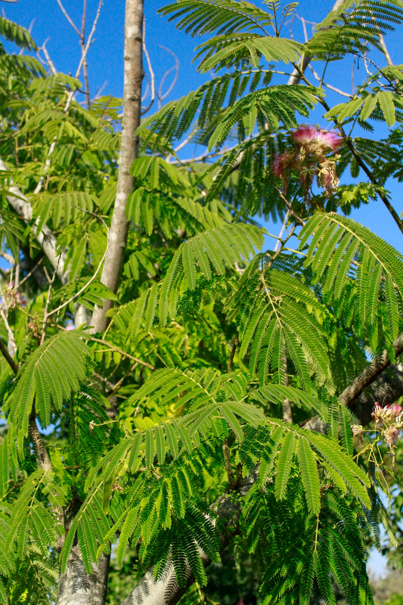 אלביציה ורודה\צהובה