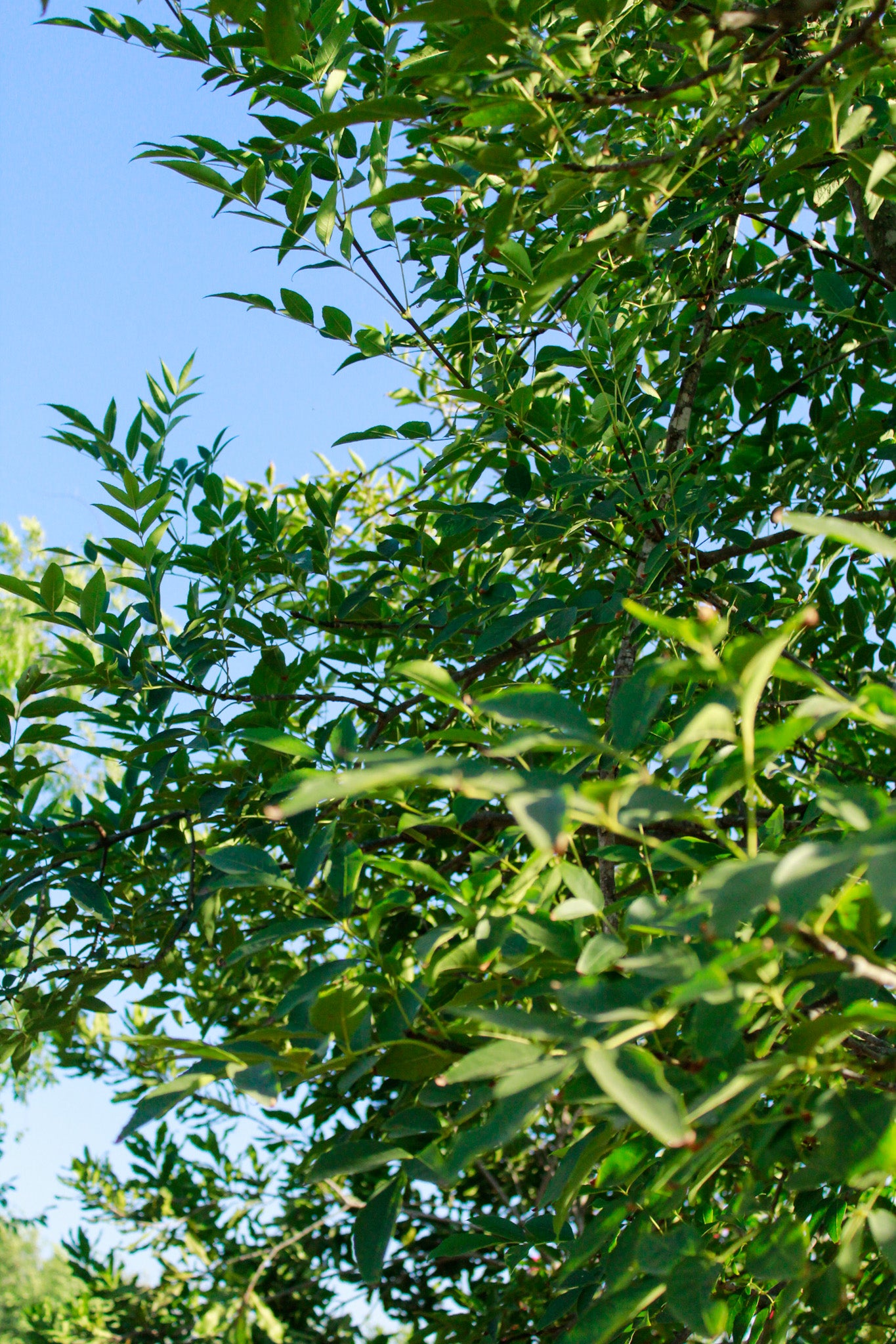 מילה ירוקת עד