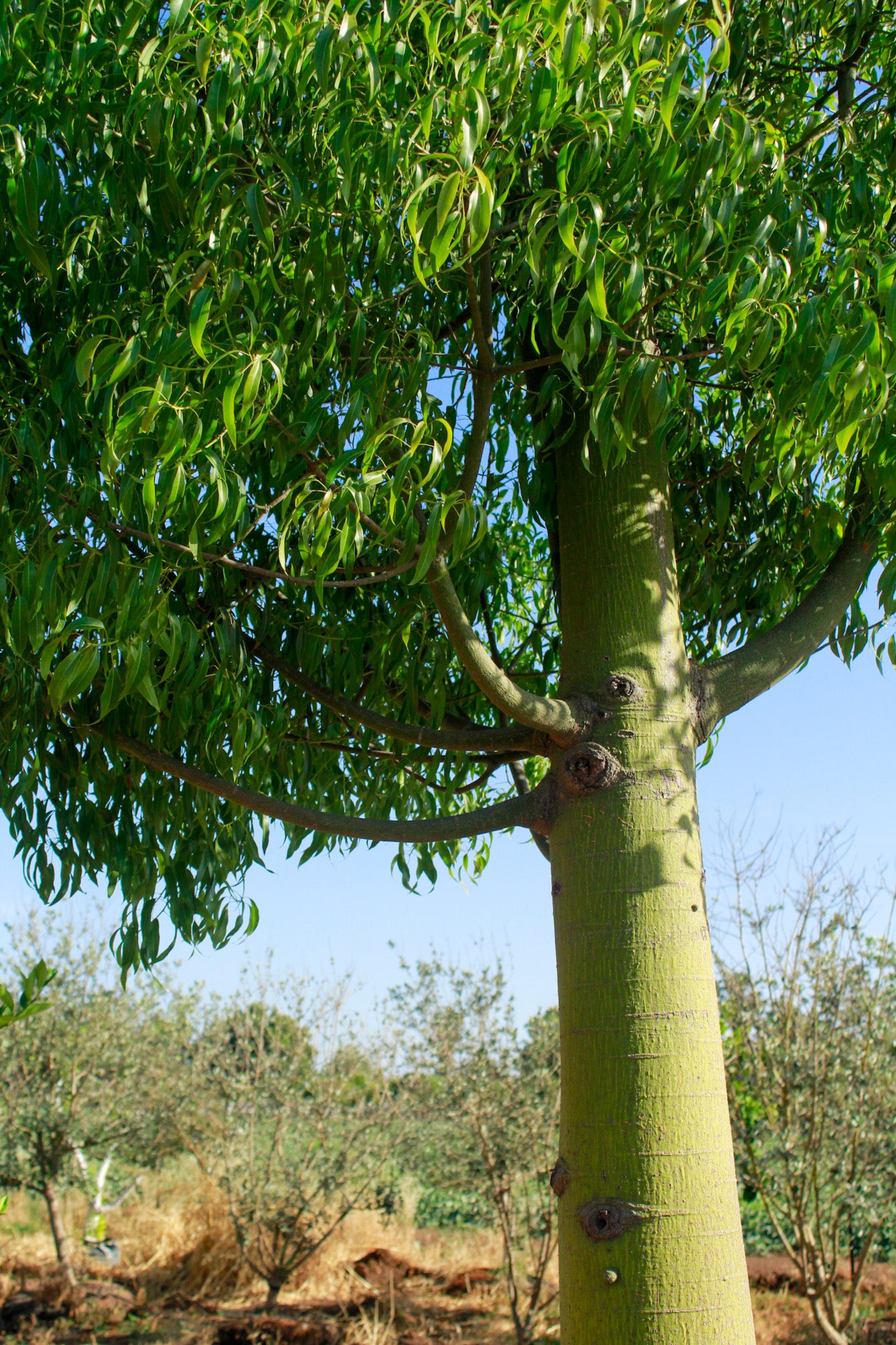 ברכינטון הסלעים