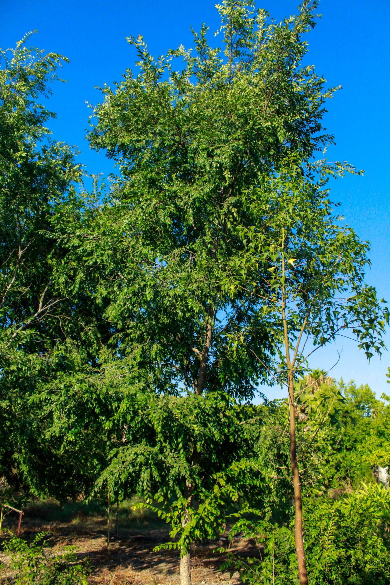 אולמוס קטן עלים