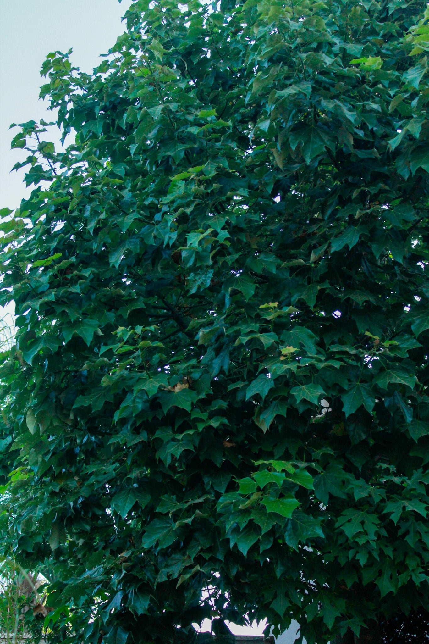 ברכיכיטון אוסטרלי