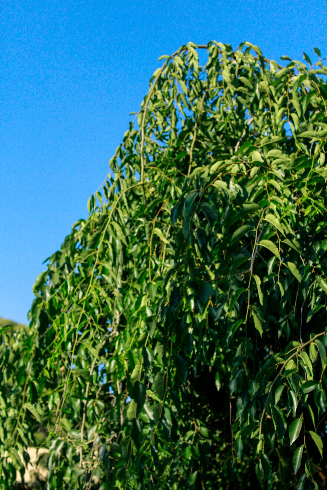 אולמוס בכות