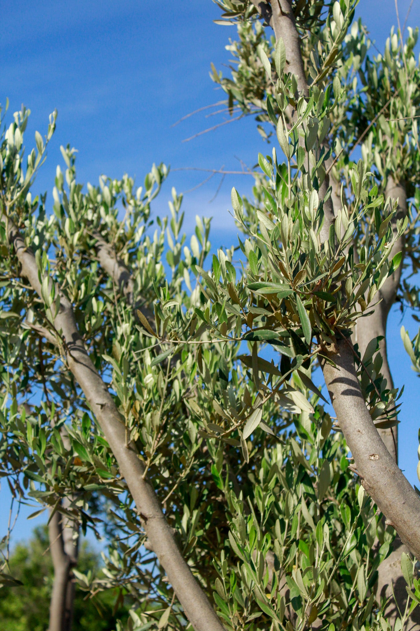 מטע- ברנע, פיקואל