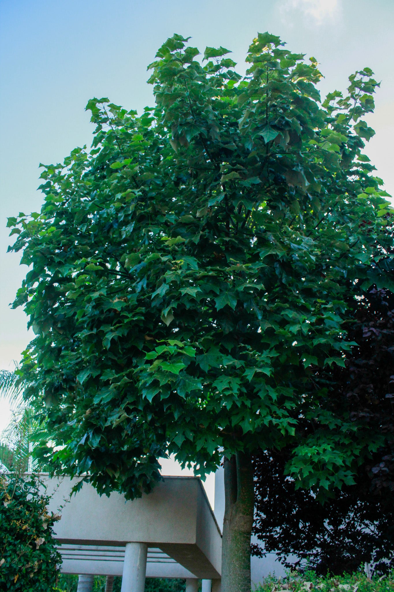 ברכיכיטון אוסטרלי