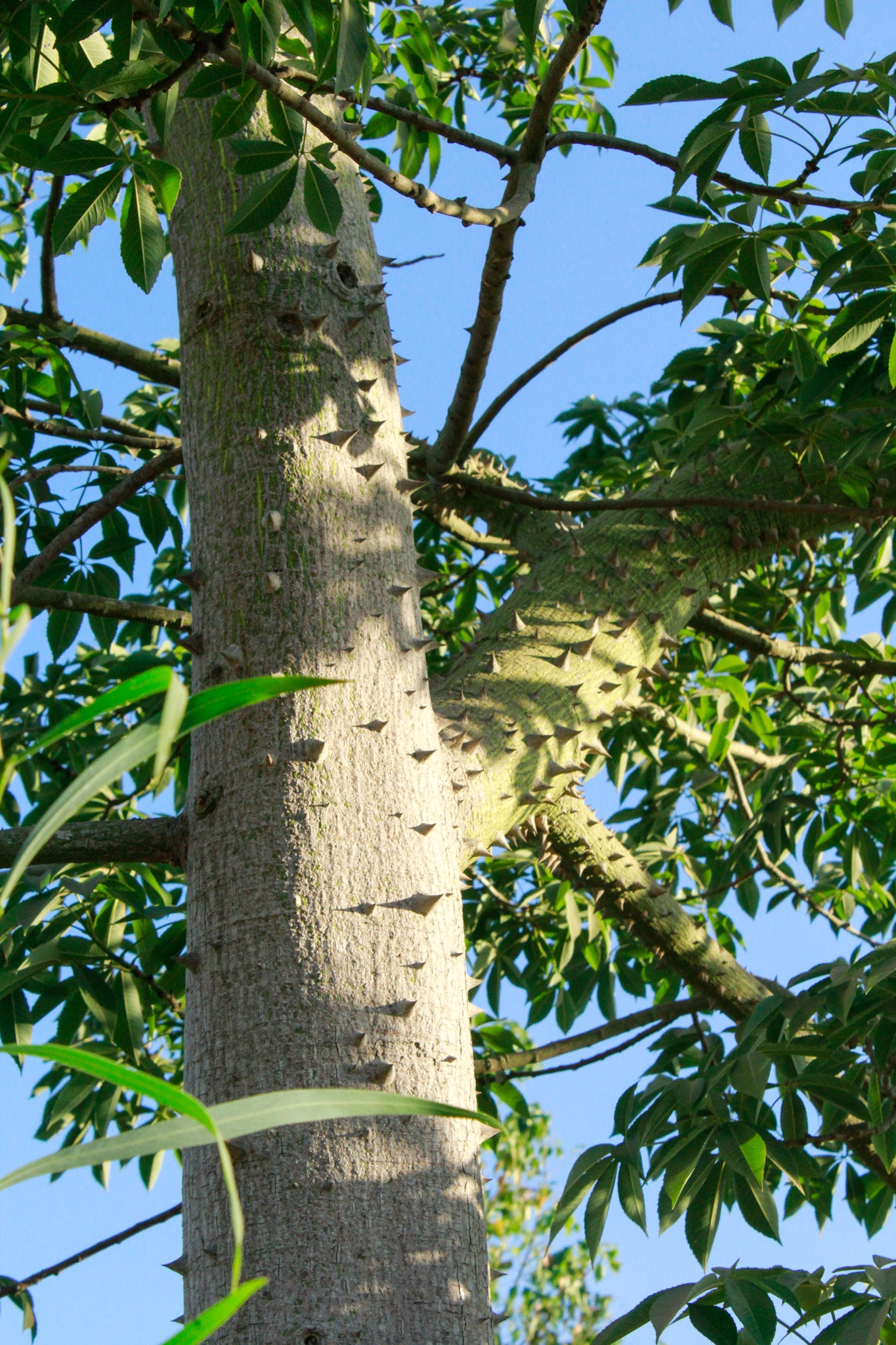 כורזיה בקבוקית