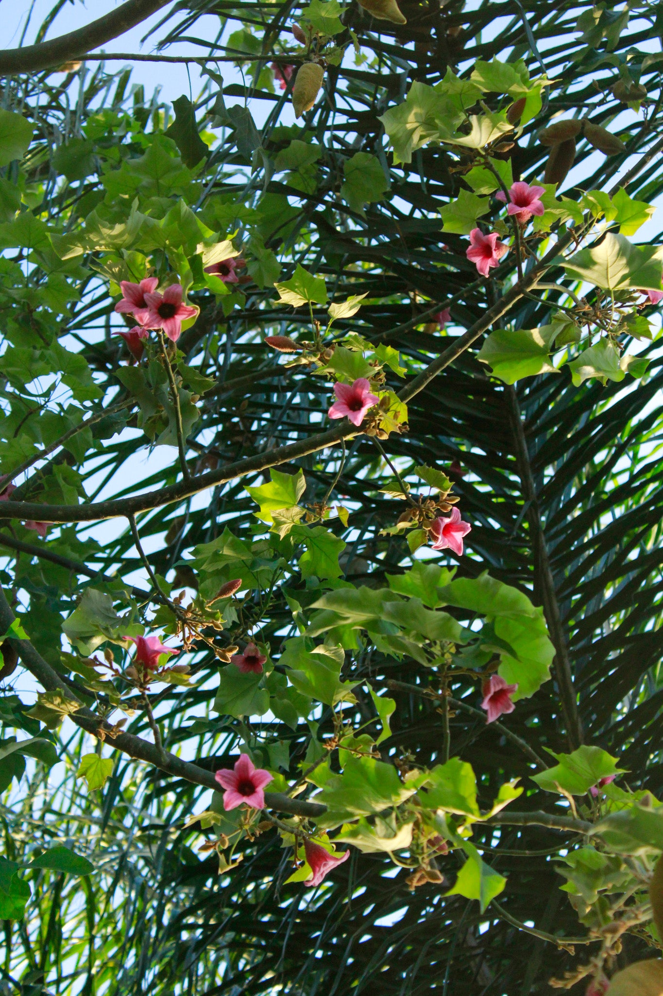 ברכיכיטון דו גוני