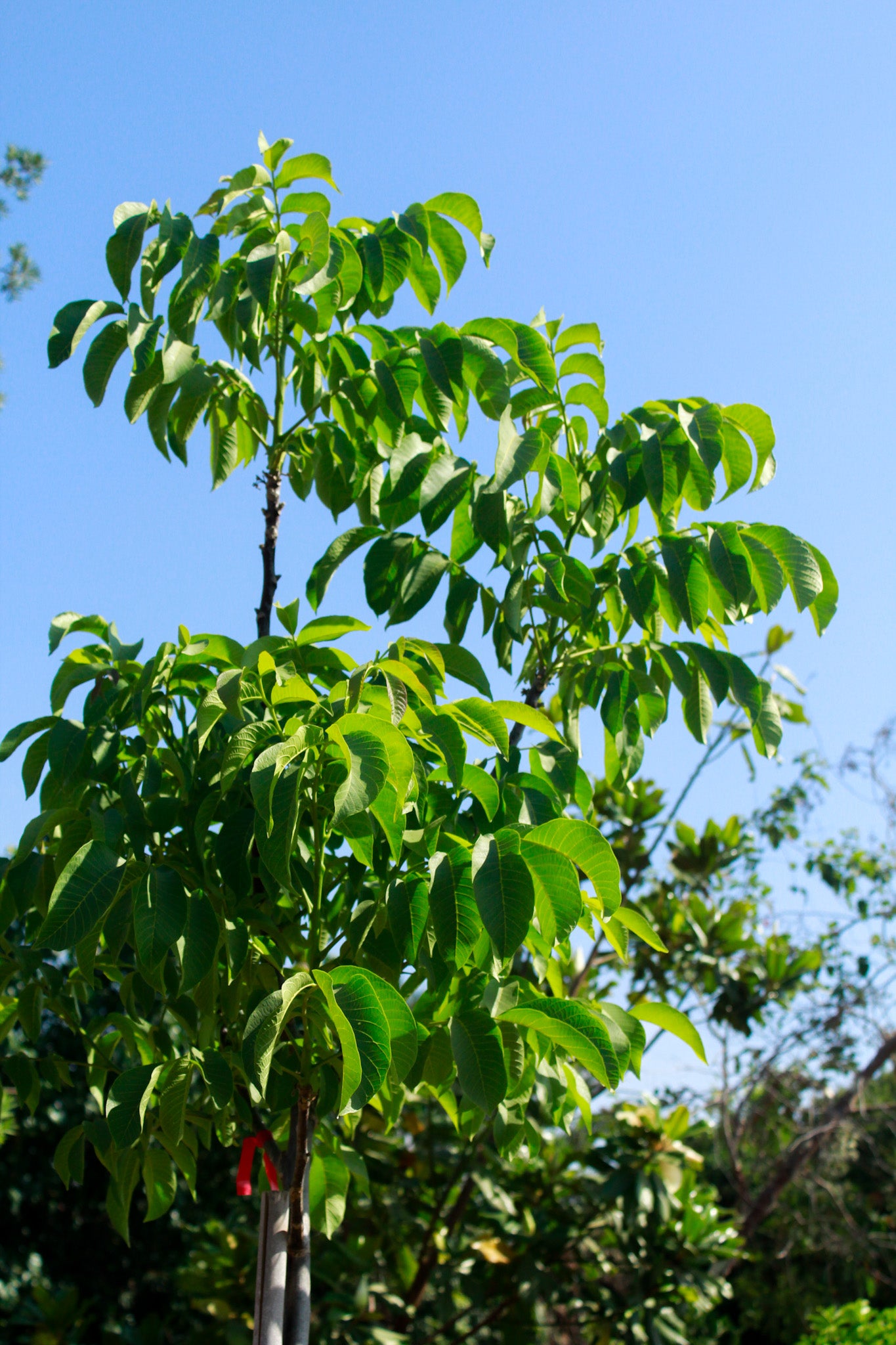 דובדבן ריו גראנדה