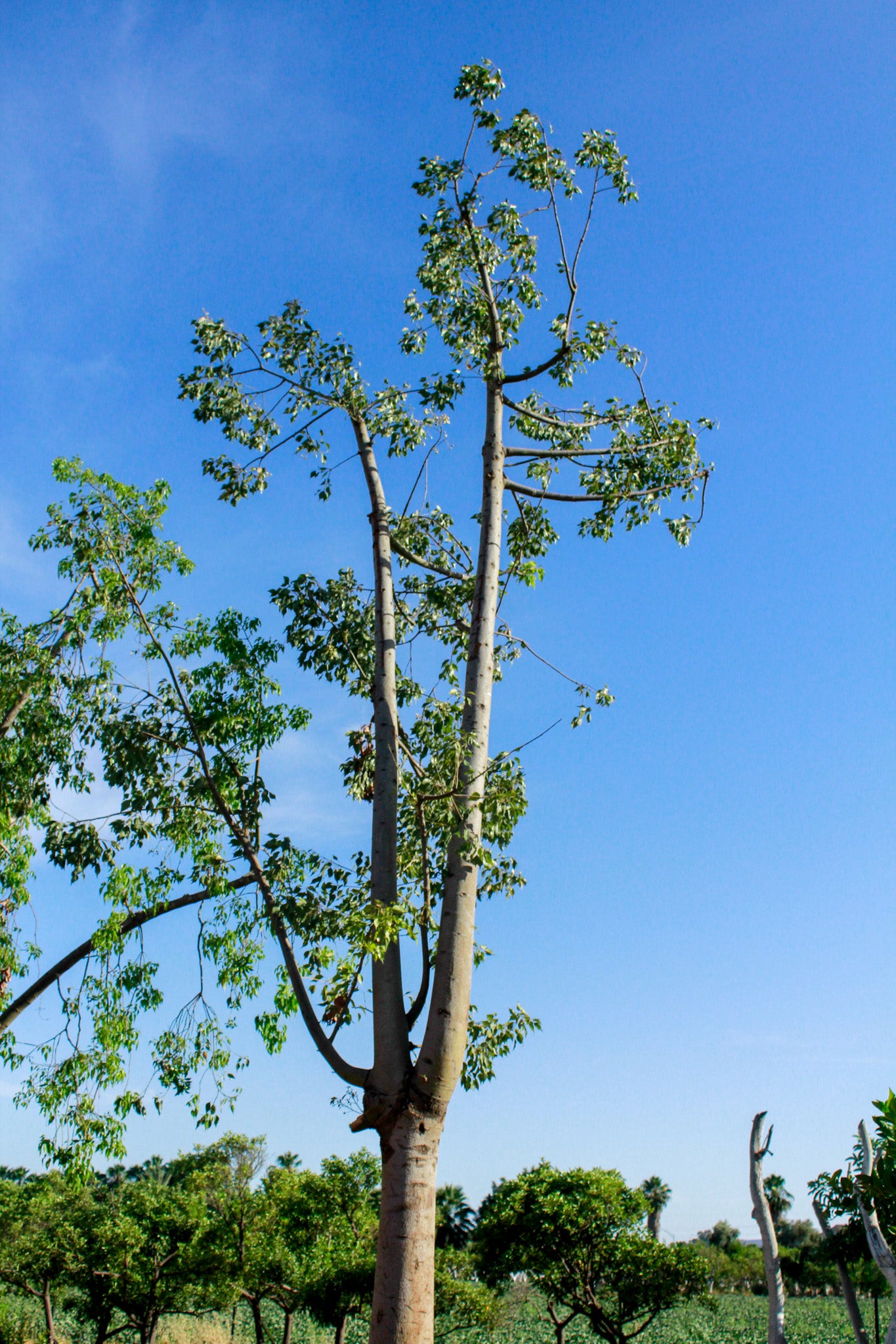 ברכיכיטון צפצפתי