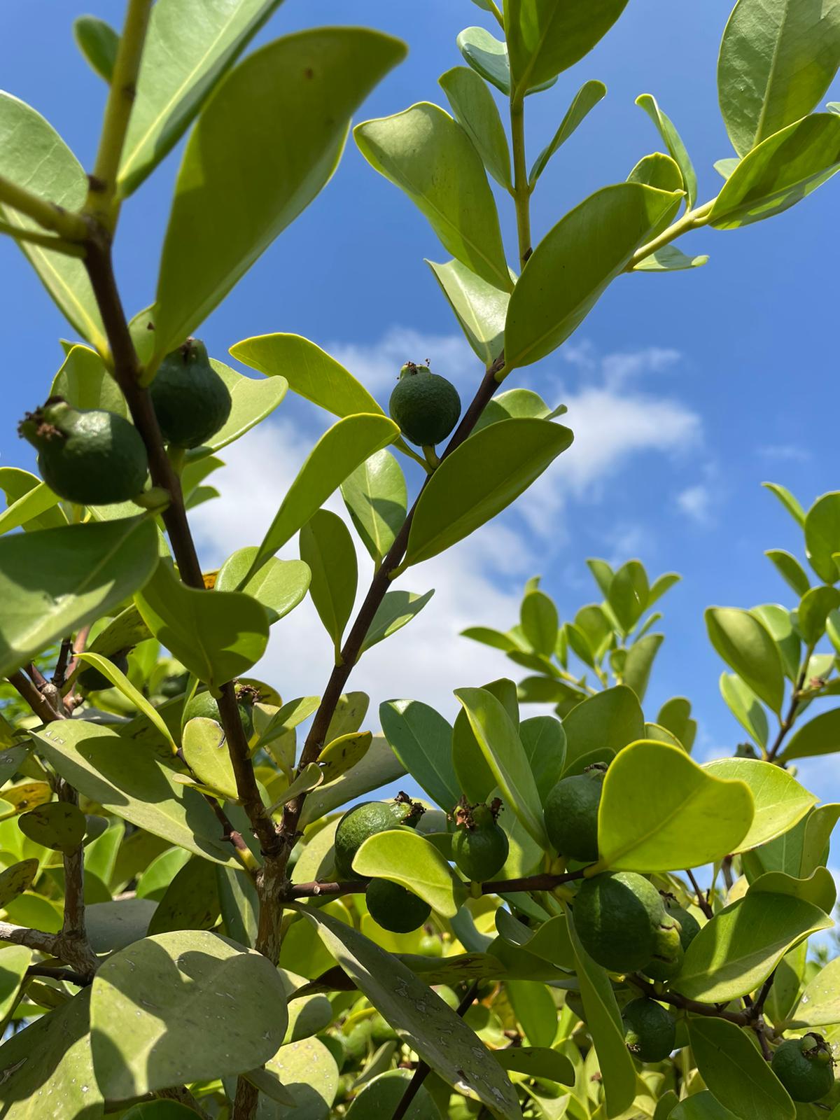 גויאבה תותית