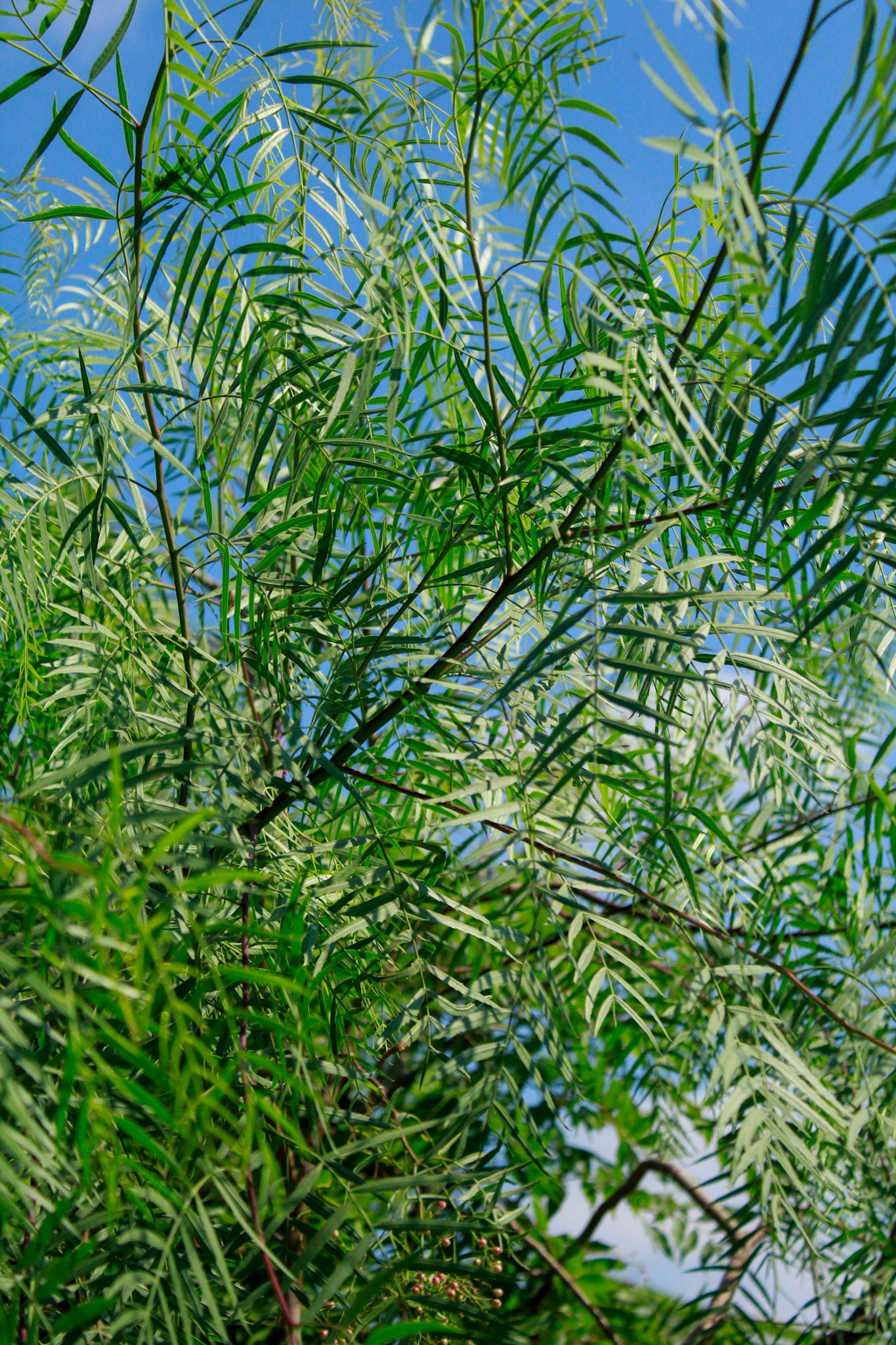 פלפלון בכות