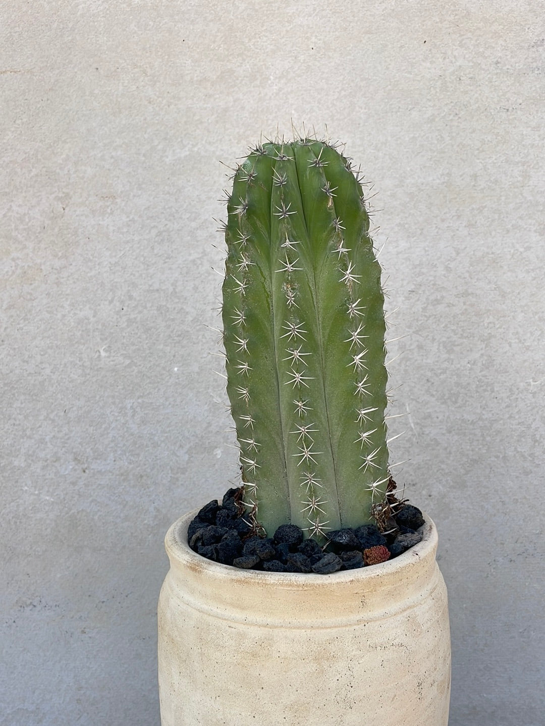 קקטוס בכלי חרס ערבי