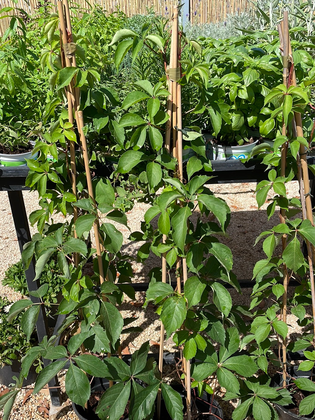 גפנית משולשלת